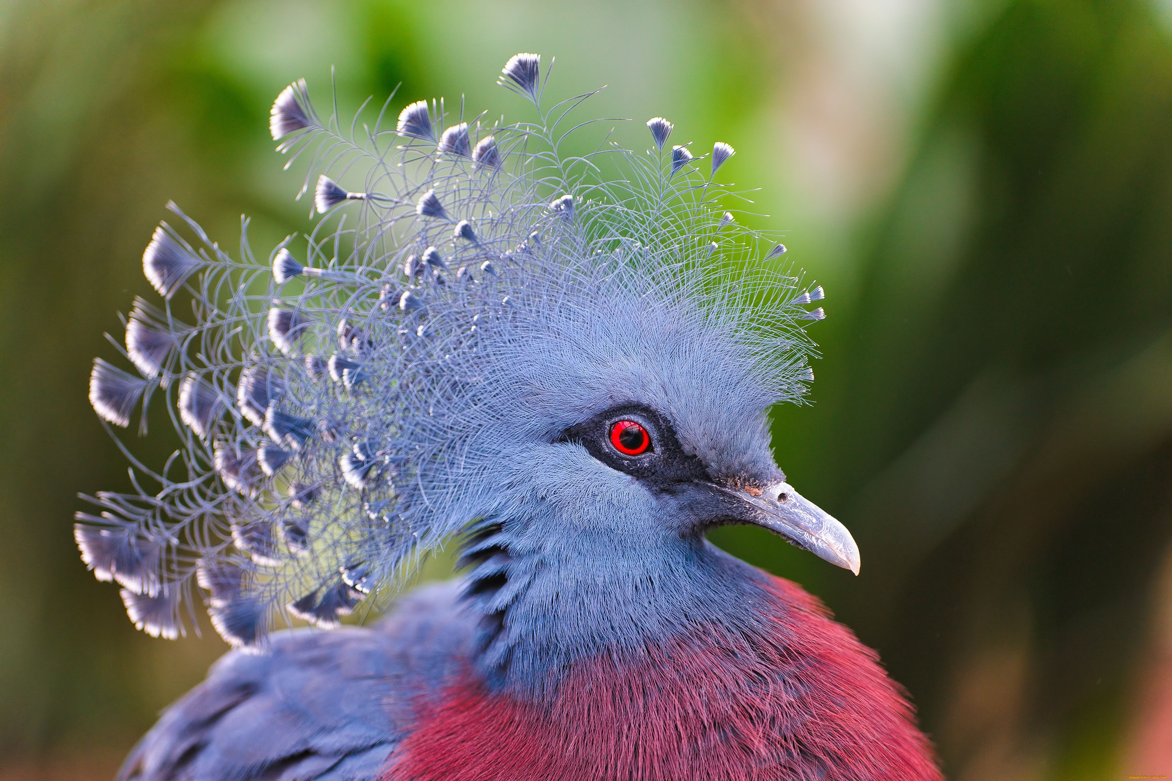 victoria, crowned, pigeon, животные, голуби, венценосный, голубь