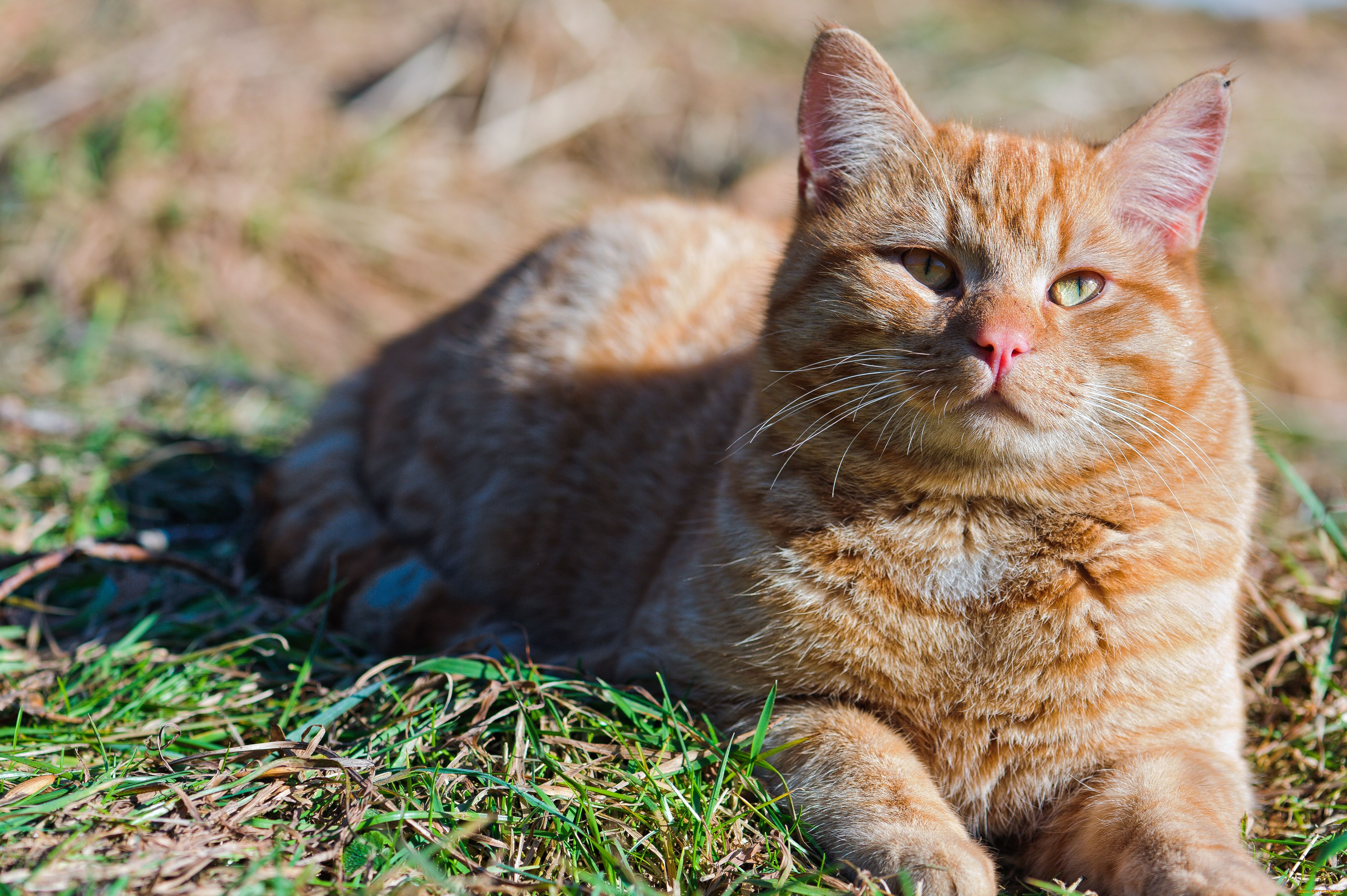 животные, коты, рыжий, кот, табби