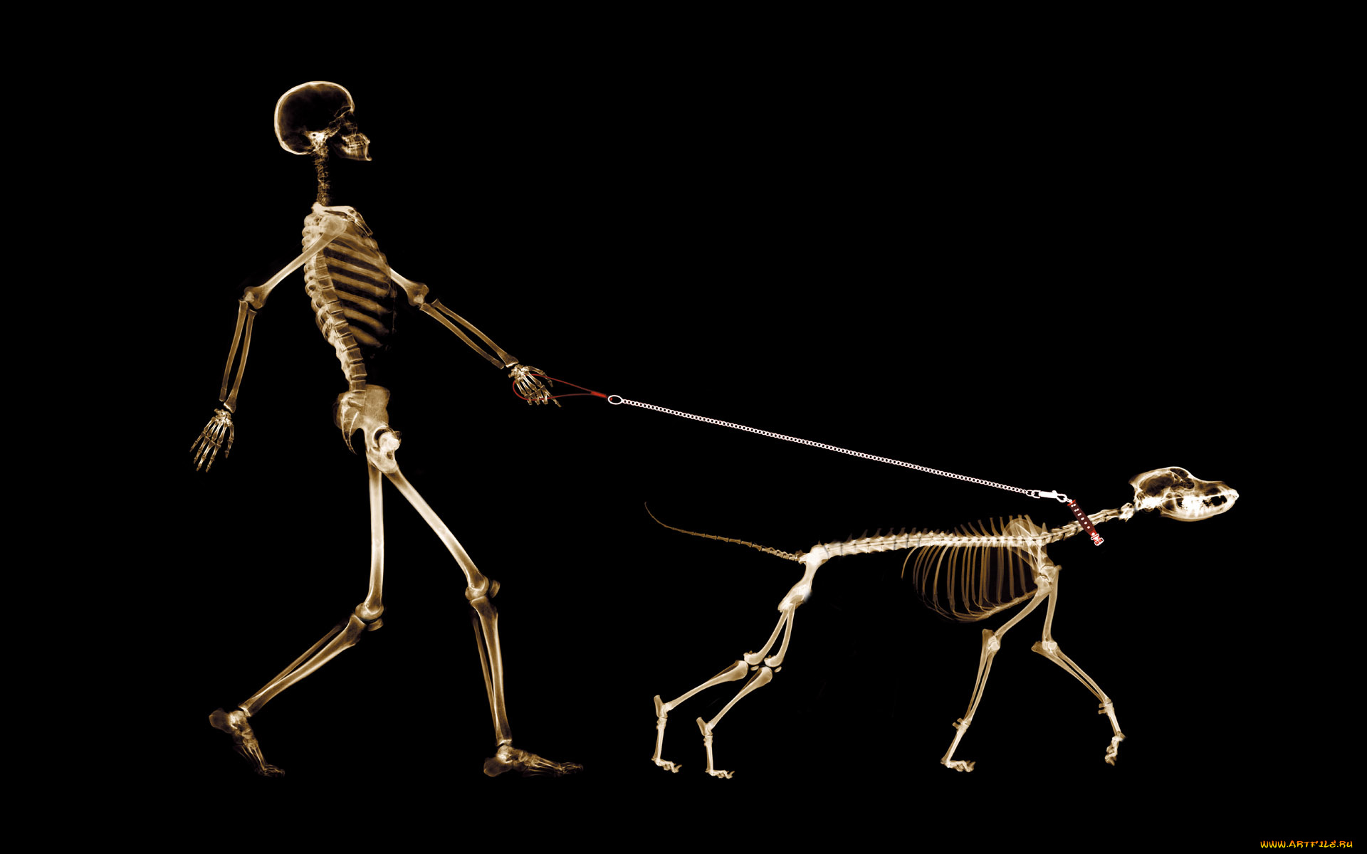 разное, кости, , рентген, фон, поводок, прогулка, собака, человек