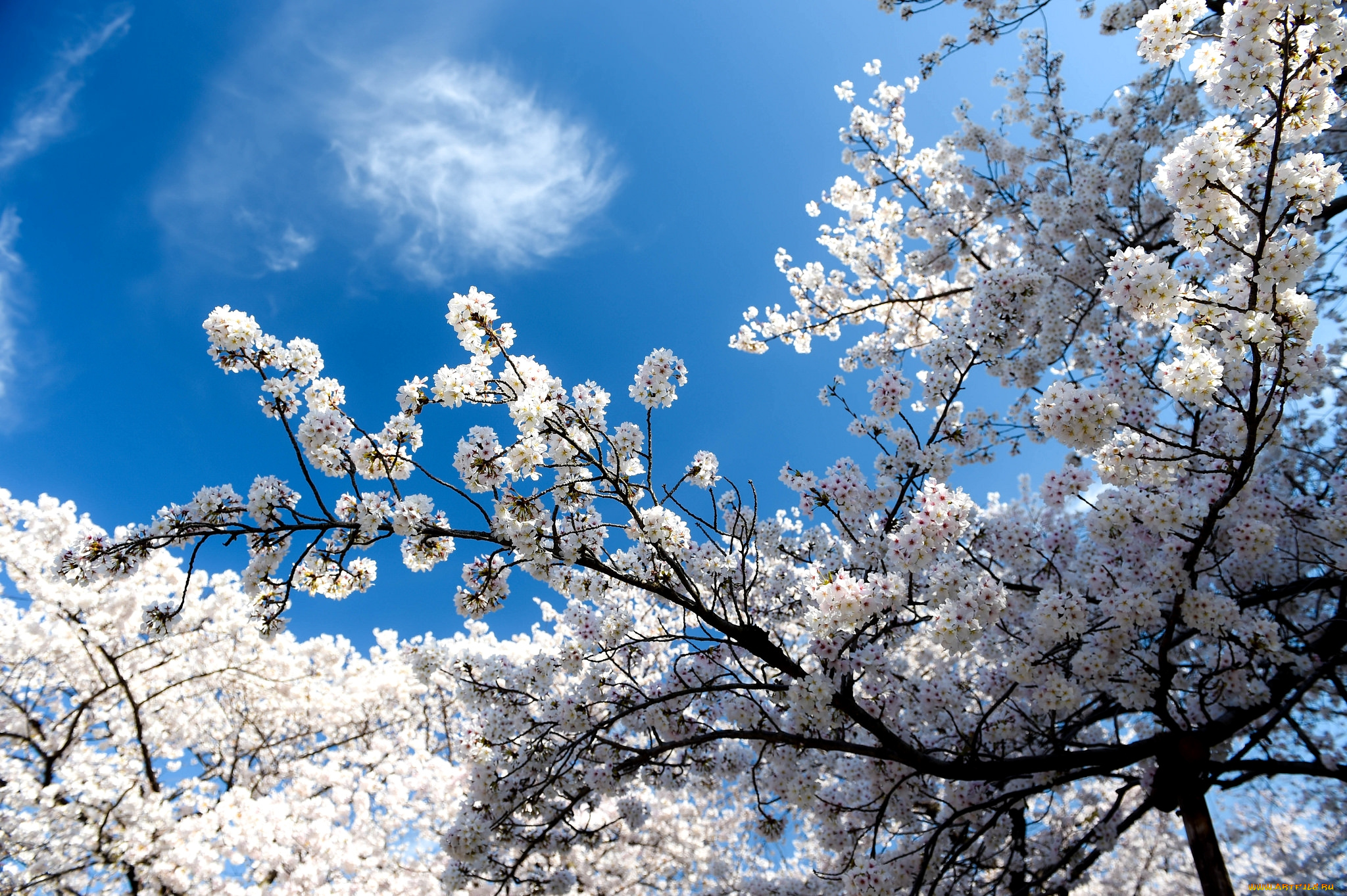 цветы, сакура, , вишня, весна