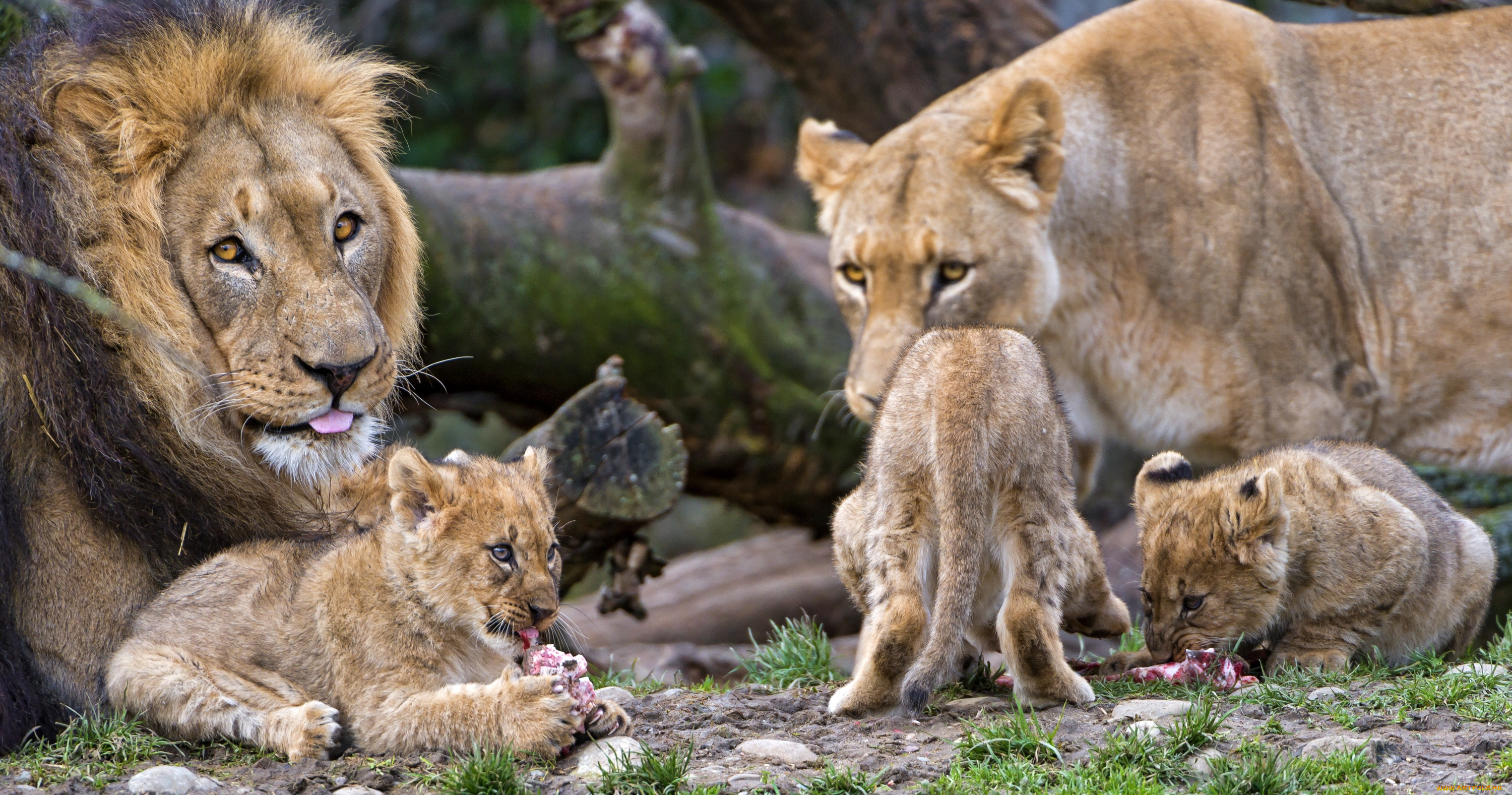 животные, львы, семья