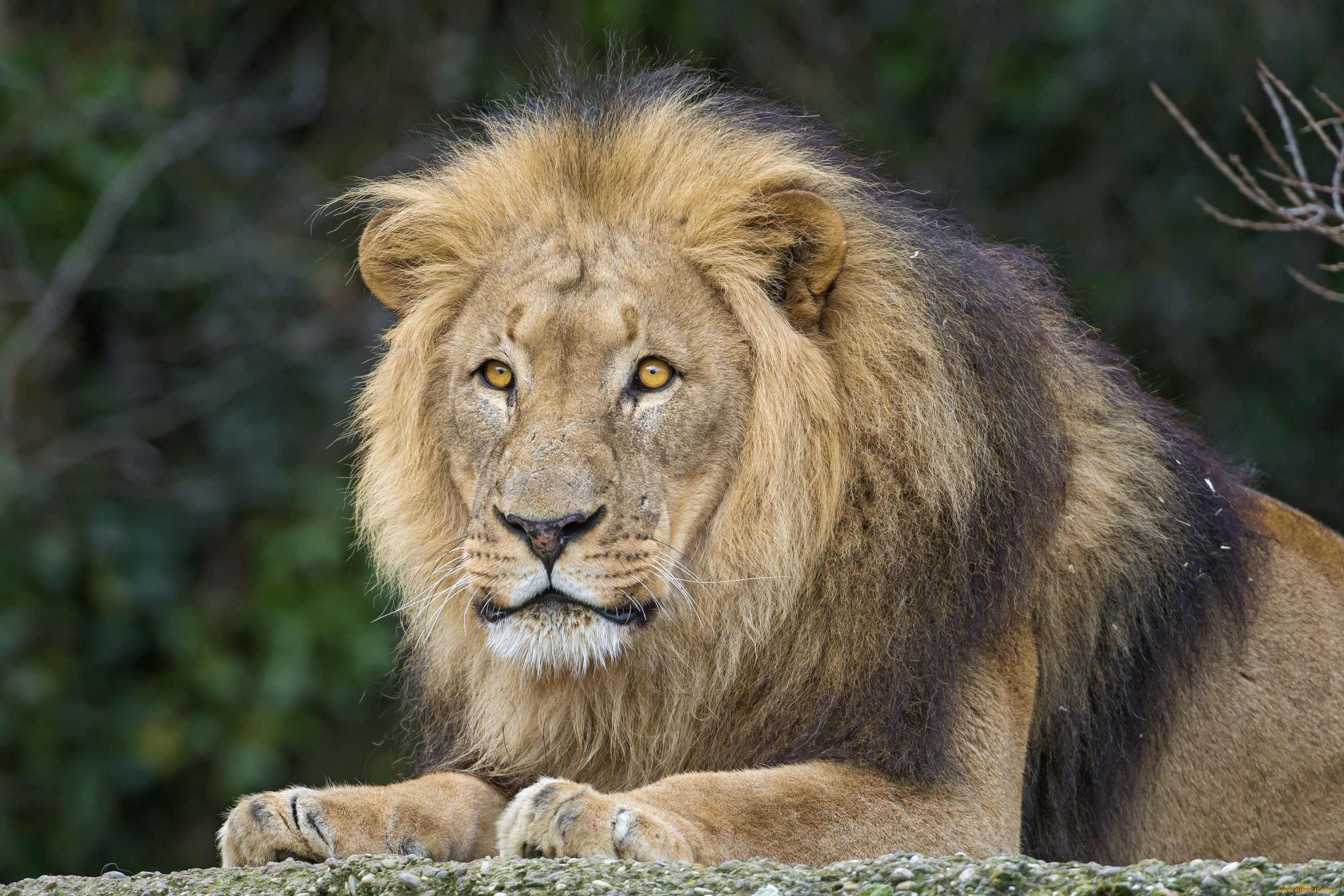 животные, львы, царь