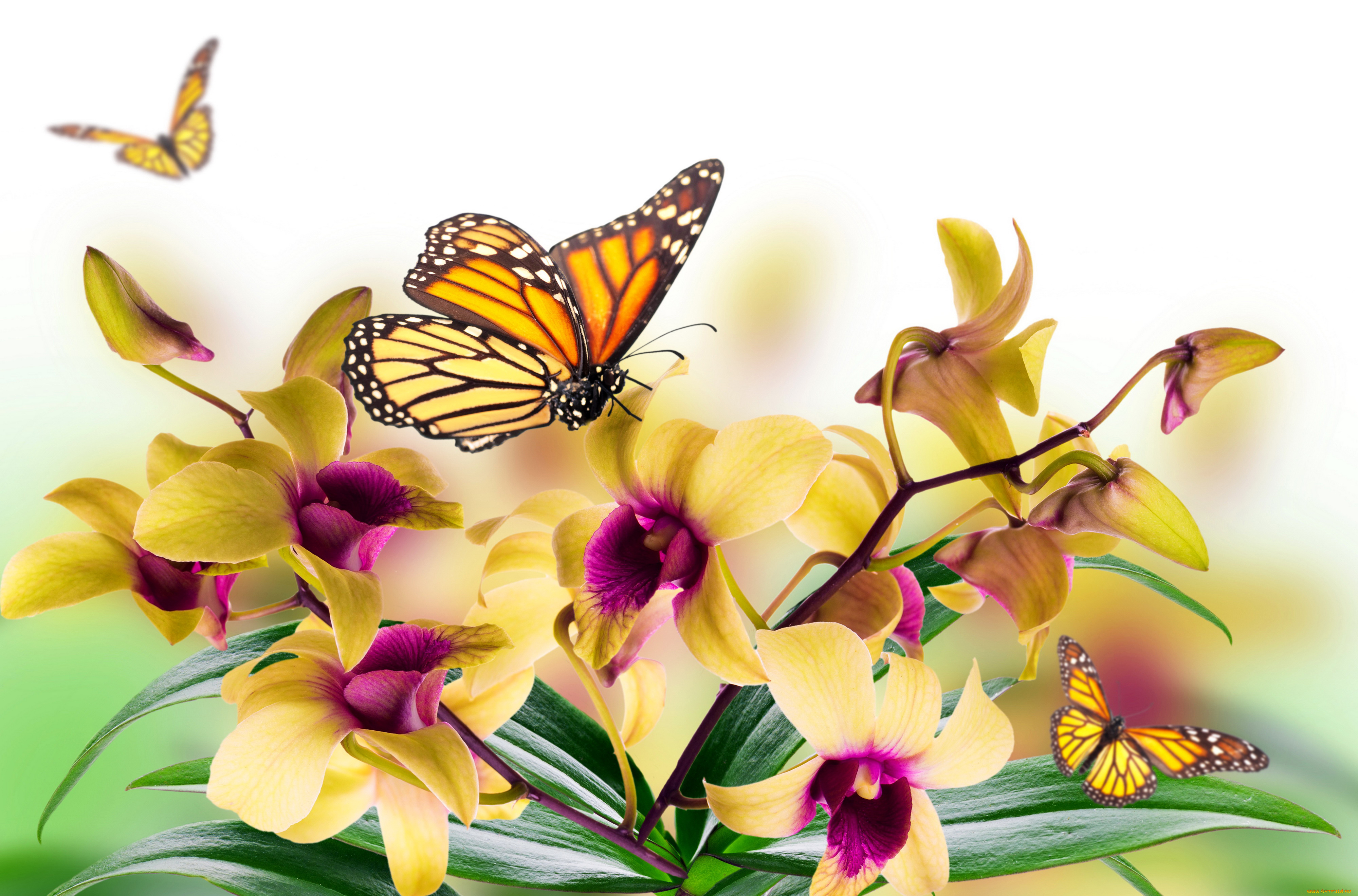 разное, компьютерный, дизайн, бабочки, желтые, орхидеи