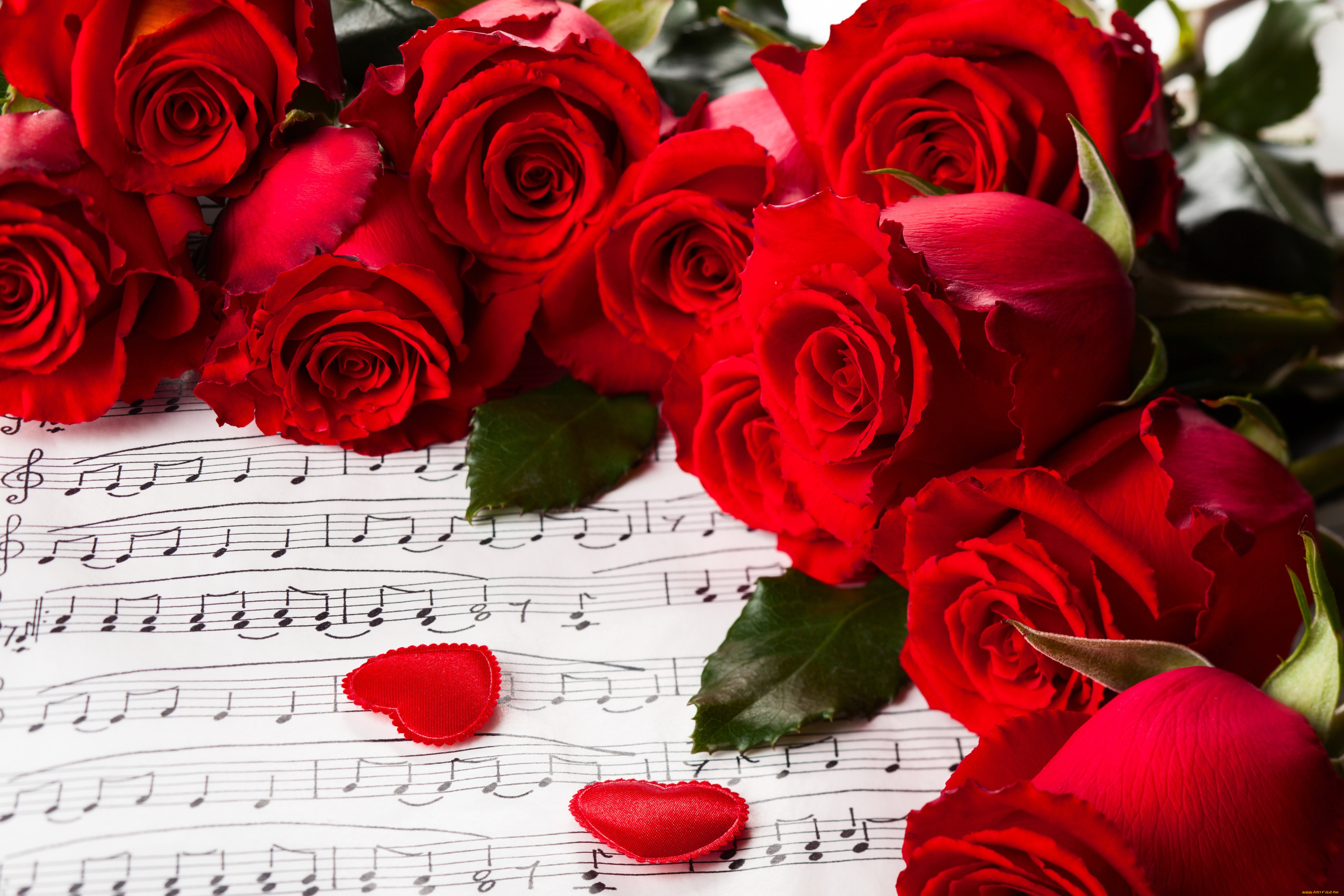 цветы, розы, красный, ноты