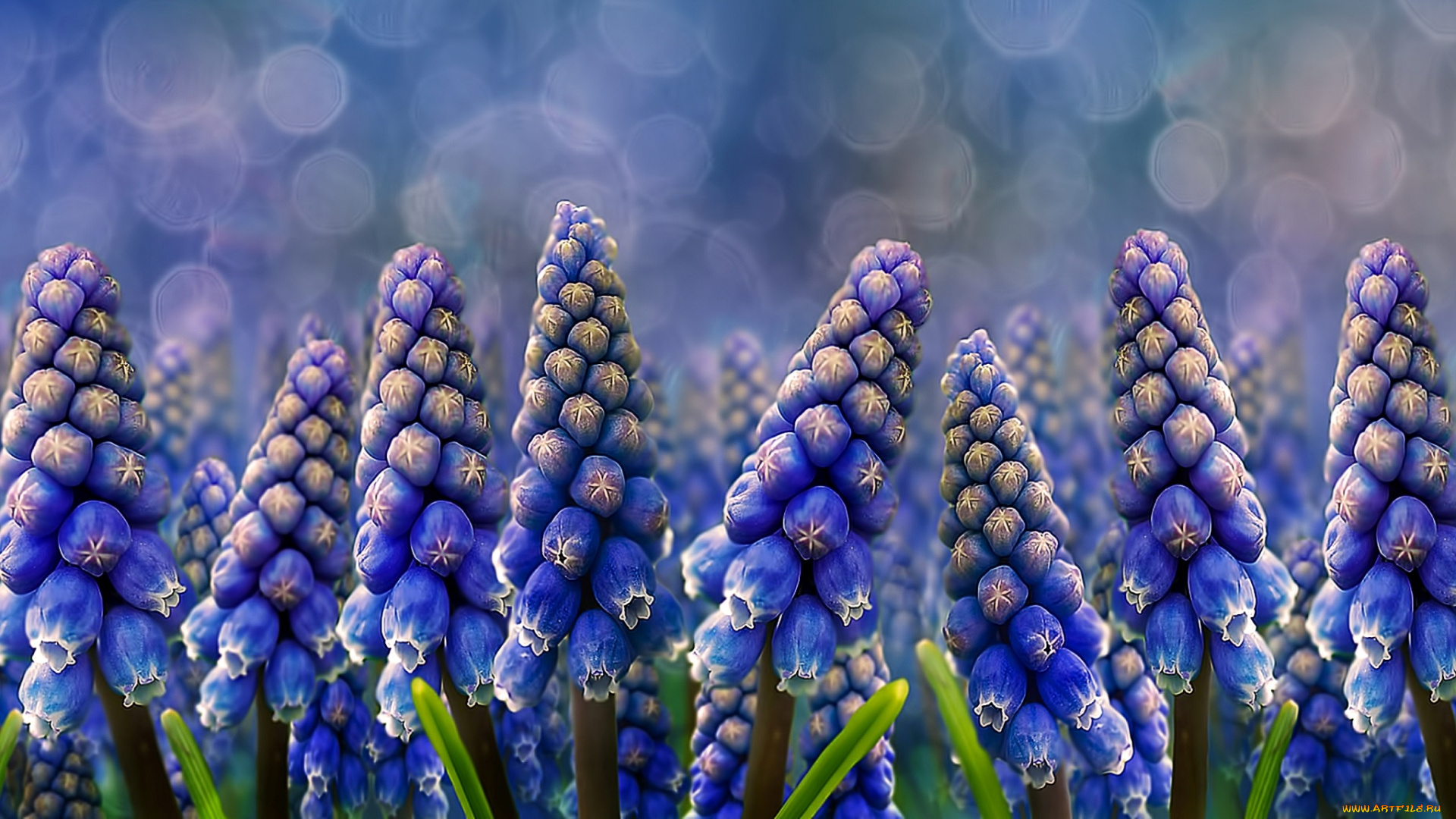 цветы, grape, hyacinths, muscari, природа