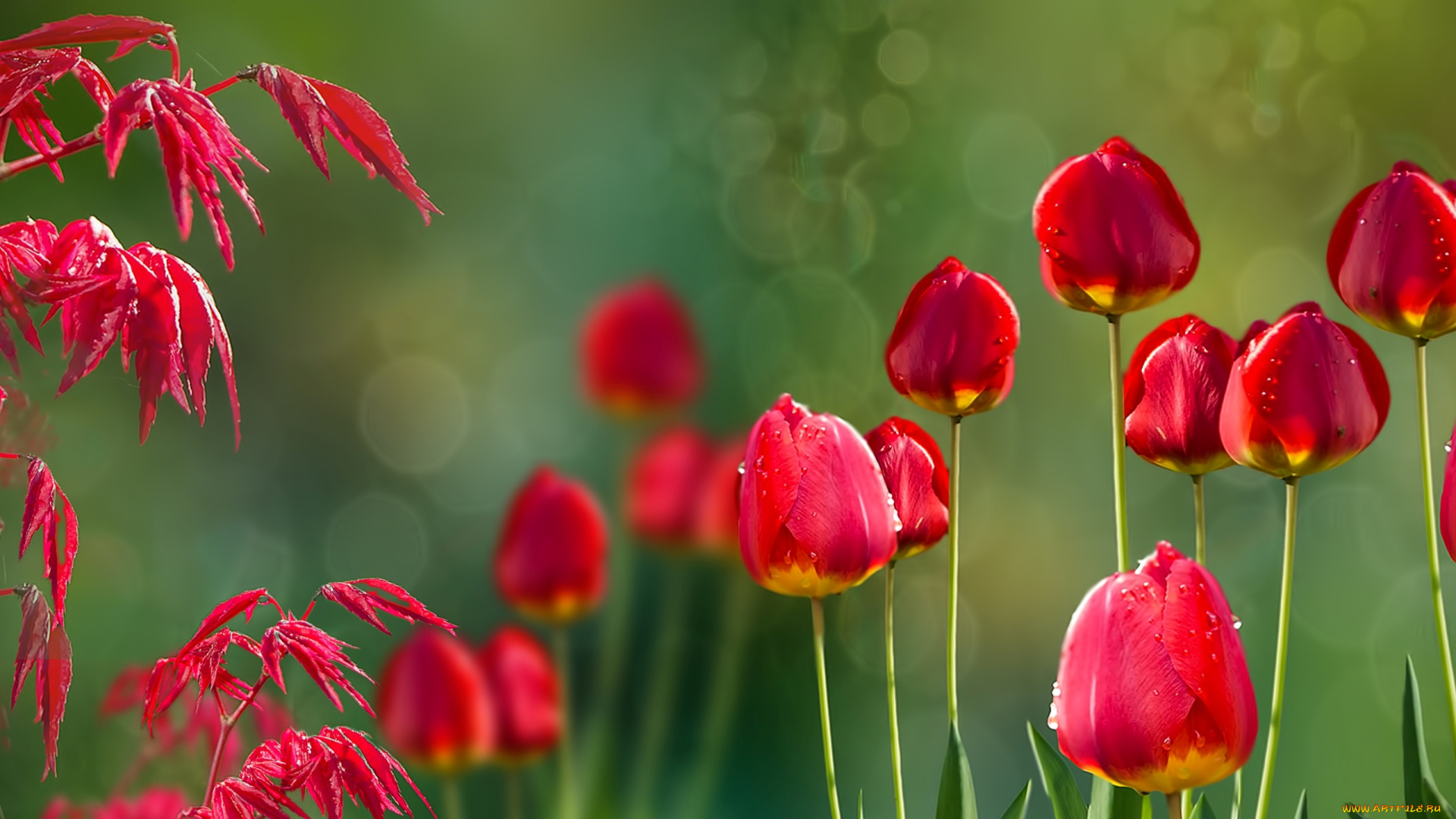 цветы, тюльпаны, acer, tulips, природа