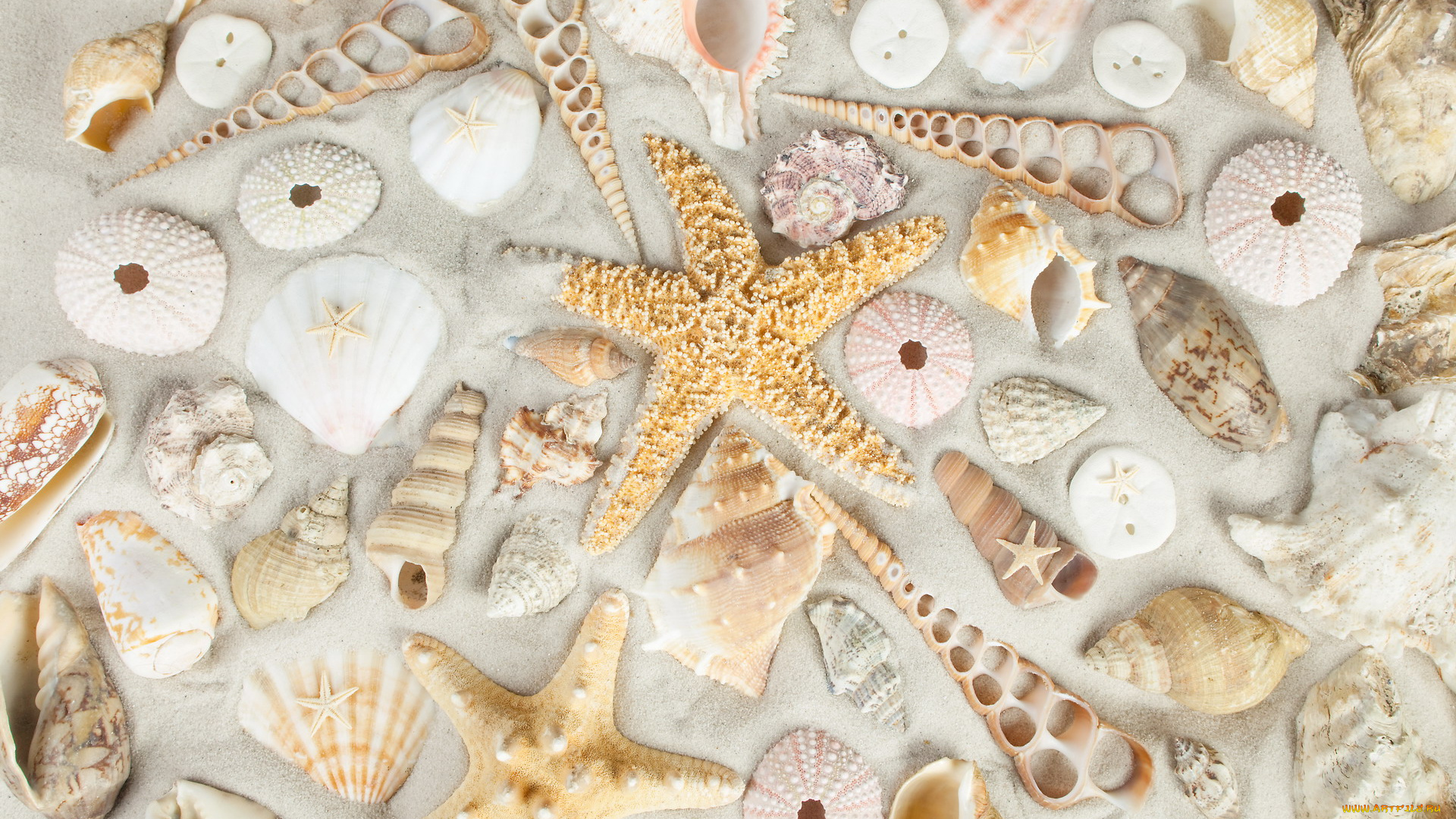 разное, ракушки, , кораллы, , декоративные, и, spa-камни, много, морская, звезда