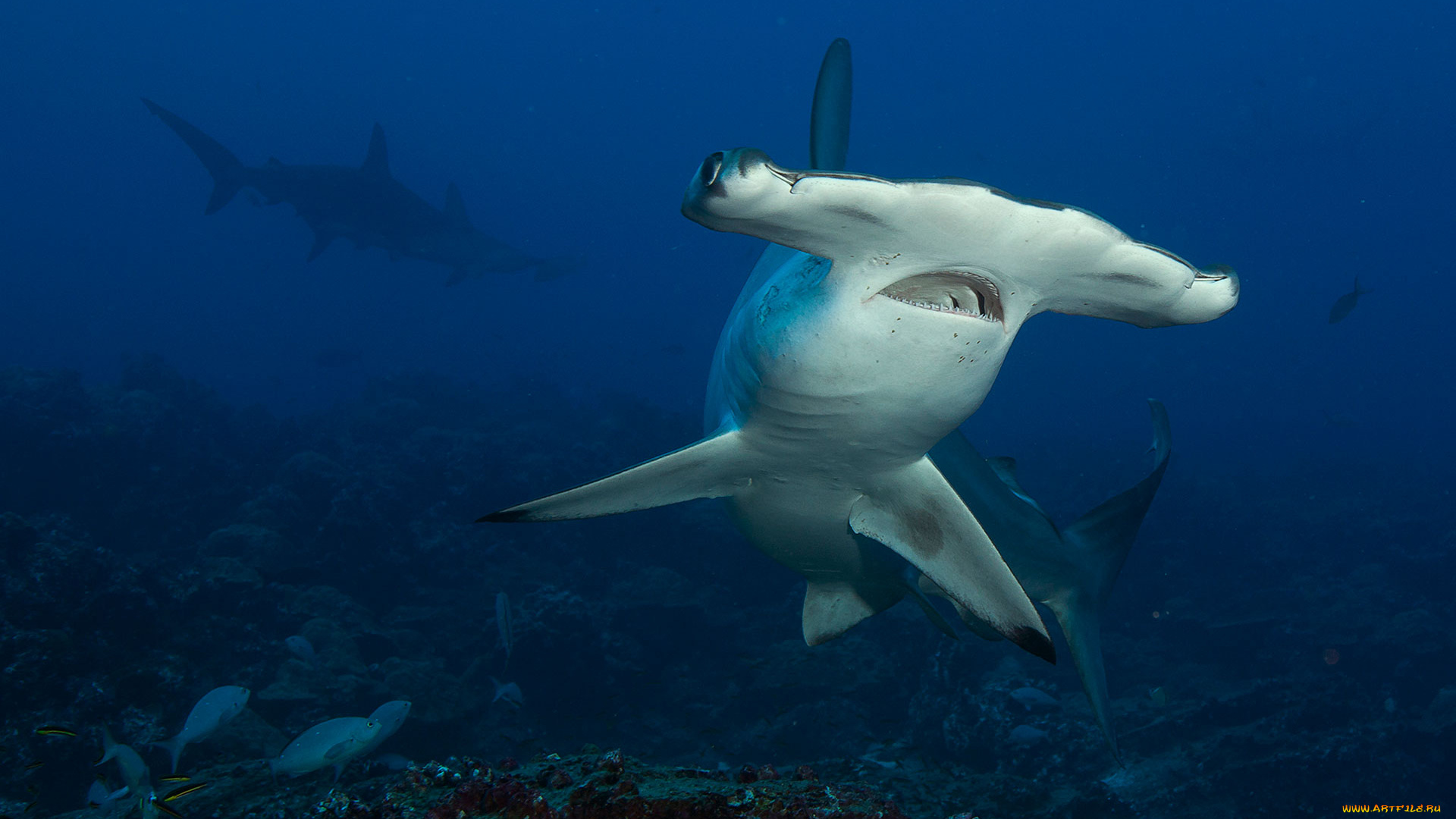 shark, животные, акулы, акула, хищник, море, рыбы