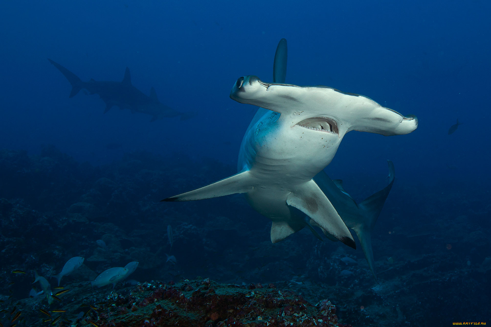 shark, животные, акулы, акула, хищник, море, рыбы