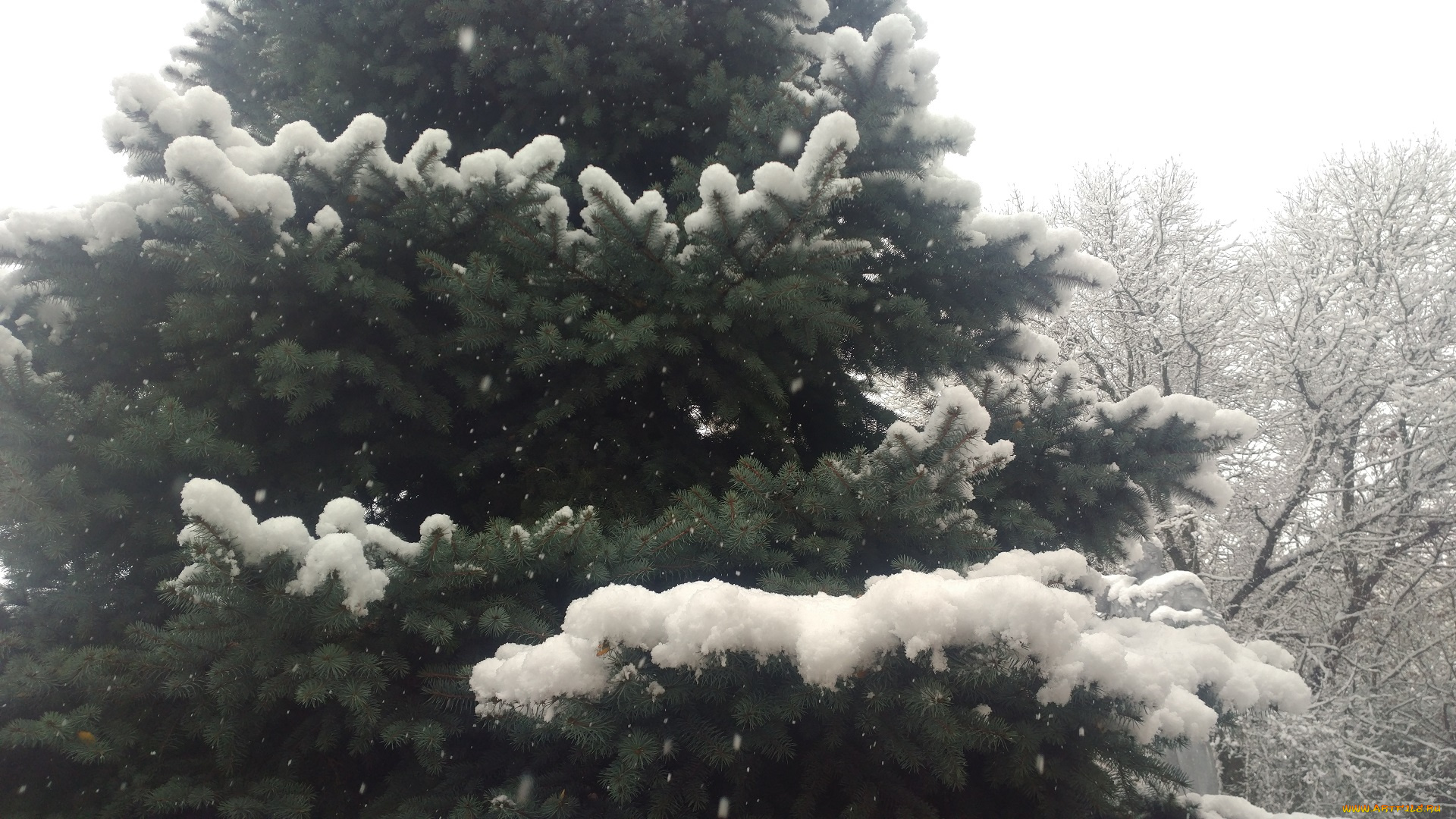 природа, зима, снег, ёлка