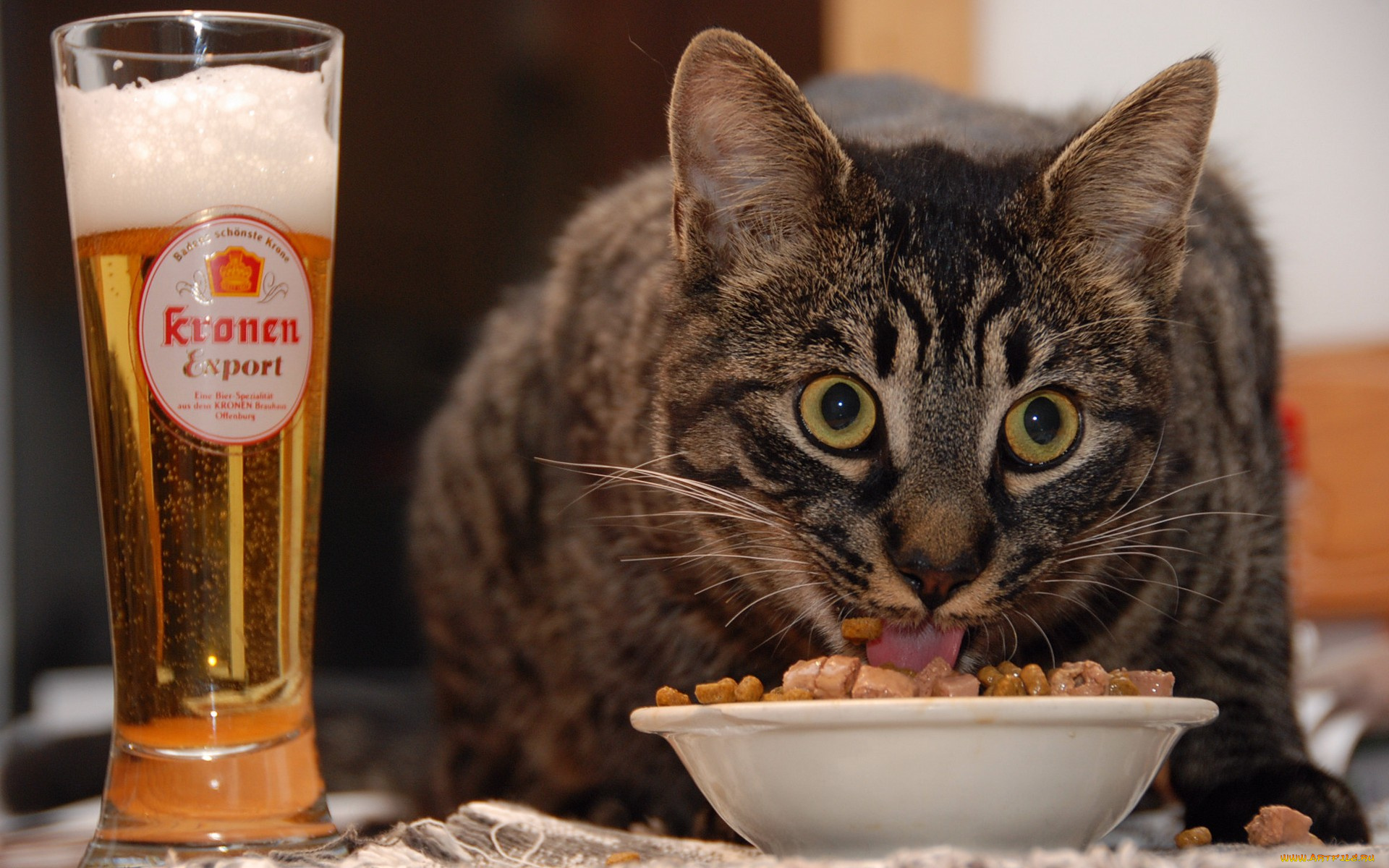 good, beer, food, wheres, the, women, животные, коты