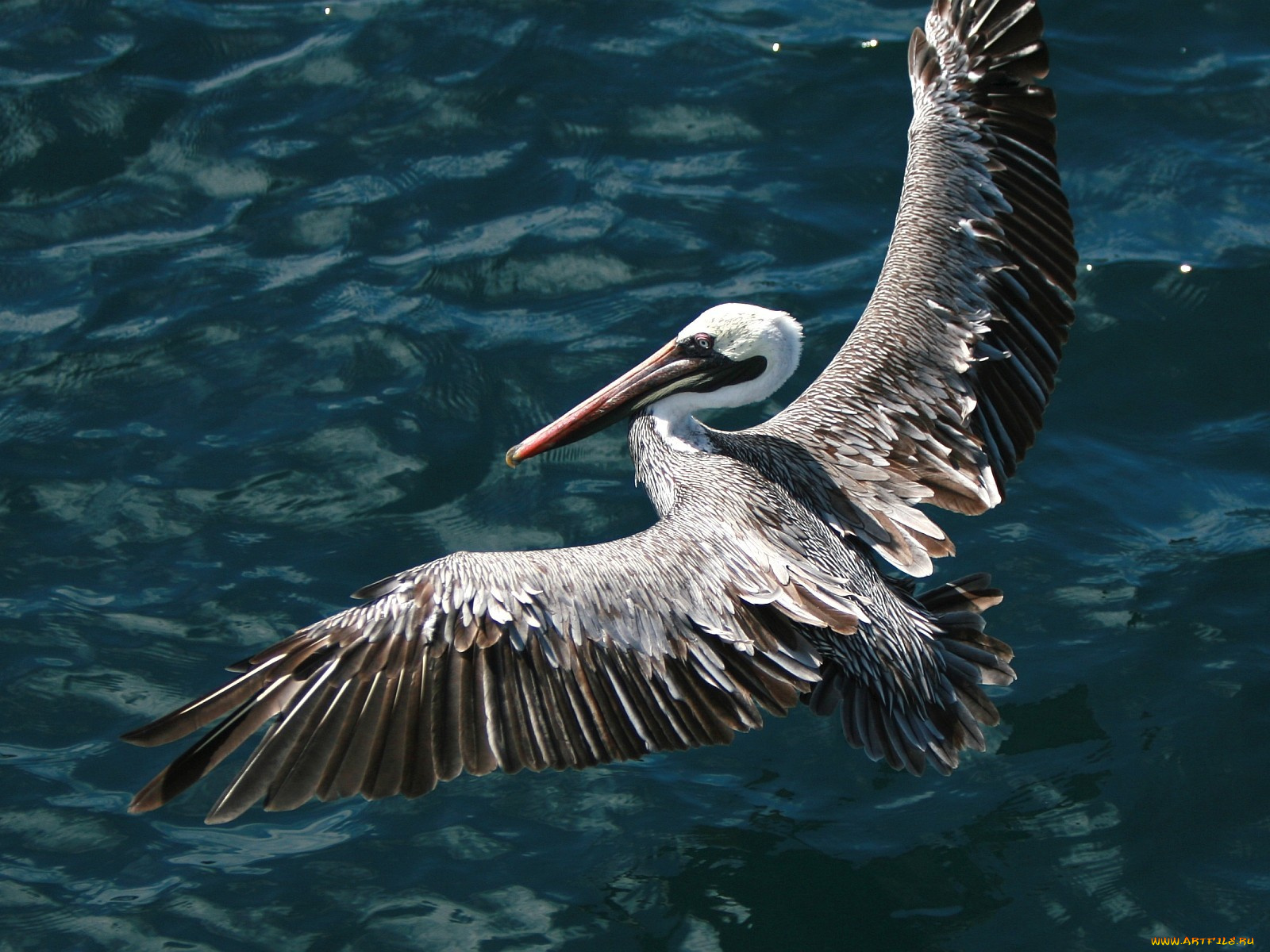 животные, пеликаны, полет, крылья, вода, пеликан