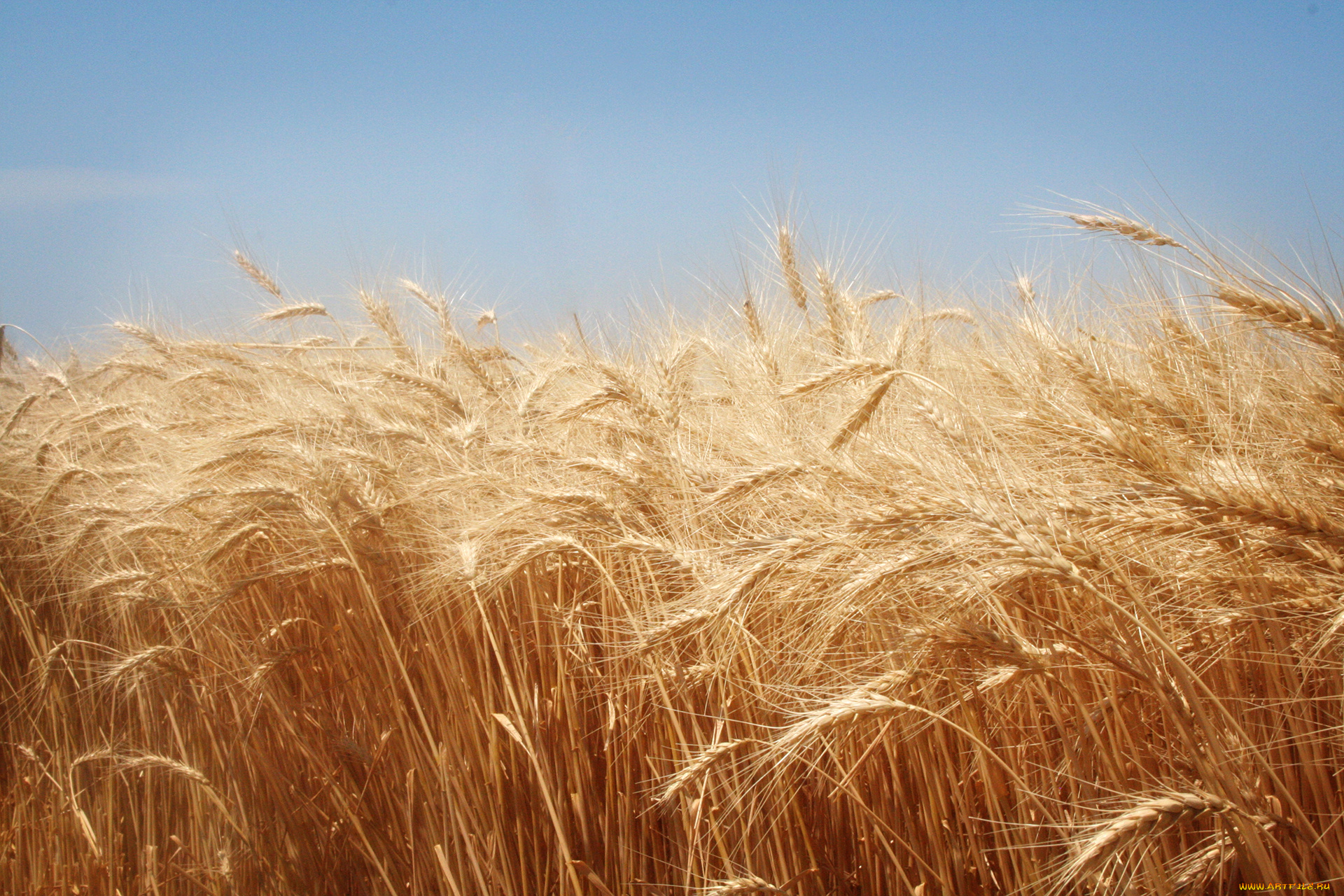 Сон жито. Рожь. Поле пшеницы. Рожь колосится. Ржаное поле.