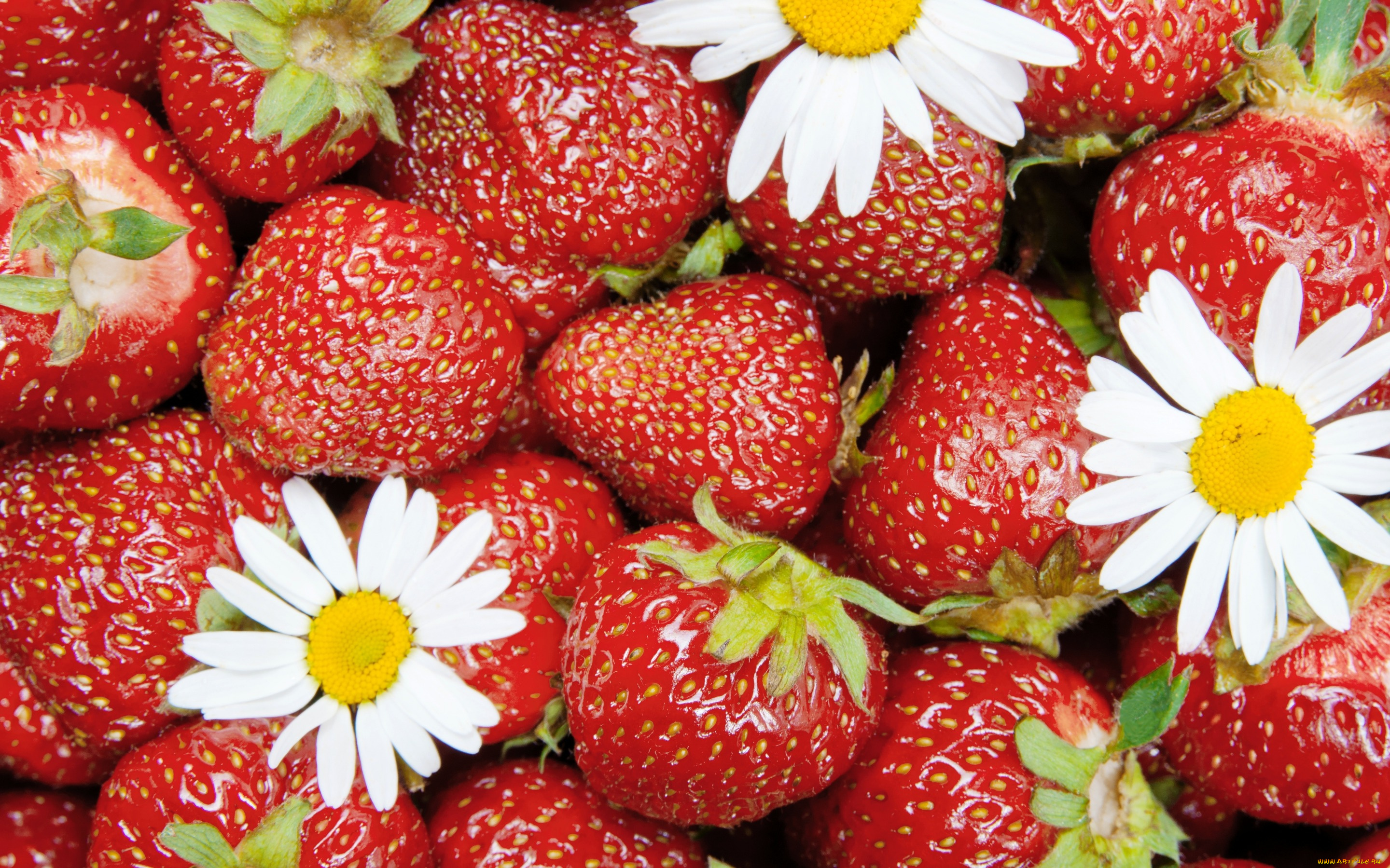 еда, клубника, , земляника, strawberry, весна, berries, спелая, ягоды, красные, цветы, fresh