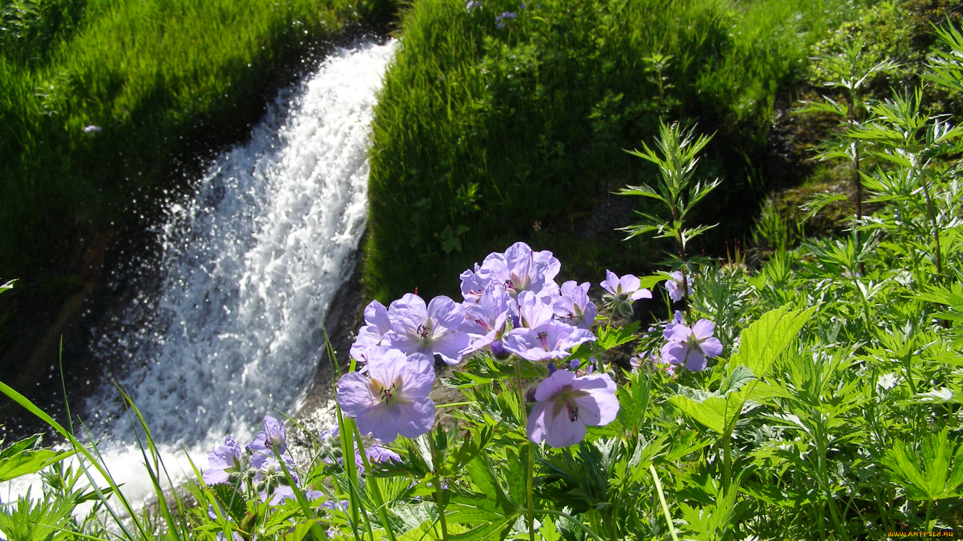 водопад, природа, водопады, трава, цветы, камчатка