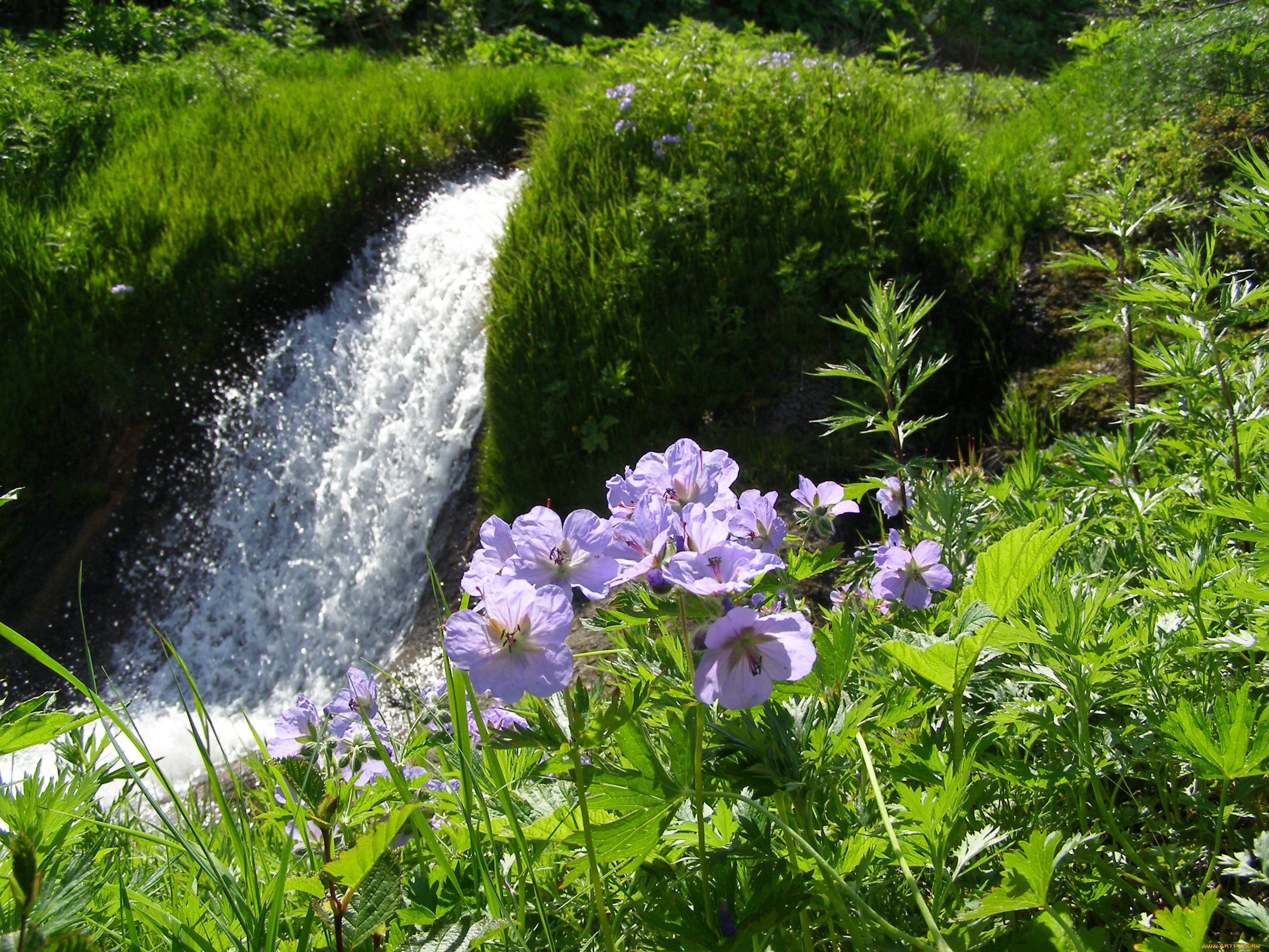 водопад, природа, водопады, трава, цветы, камчатка