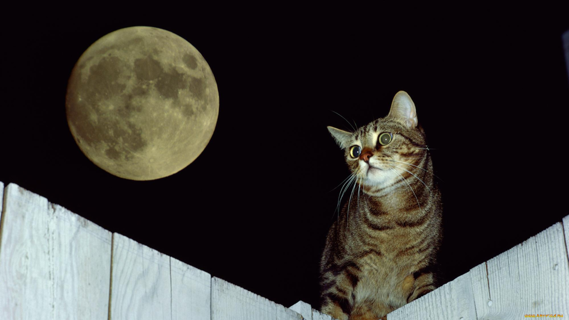 животные, коты, кот, луна, забор