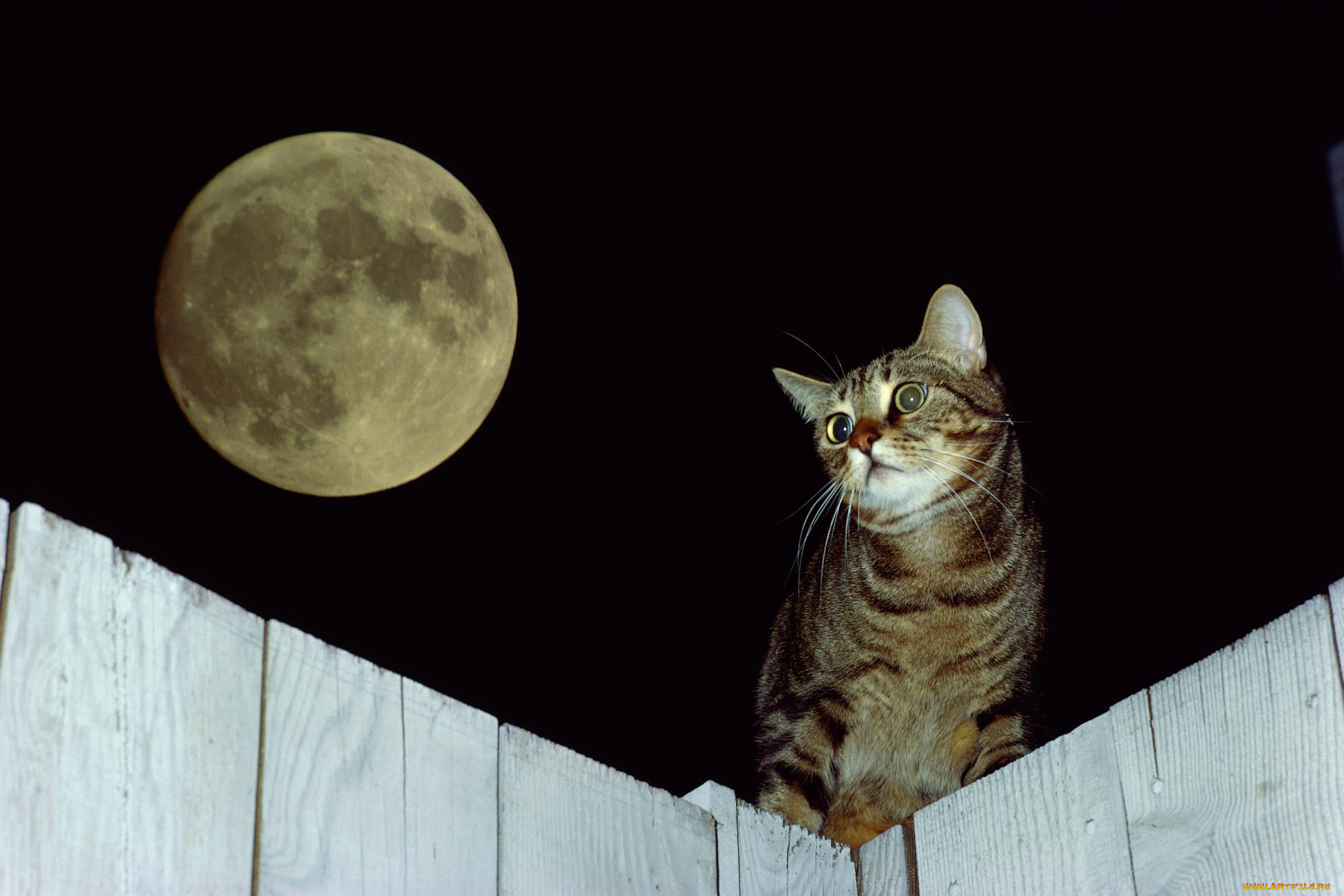 животные, коты, кот, луна, забор
