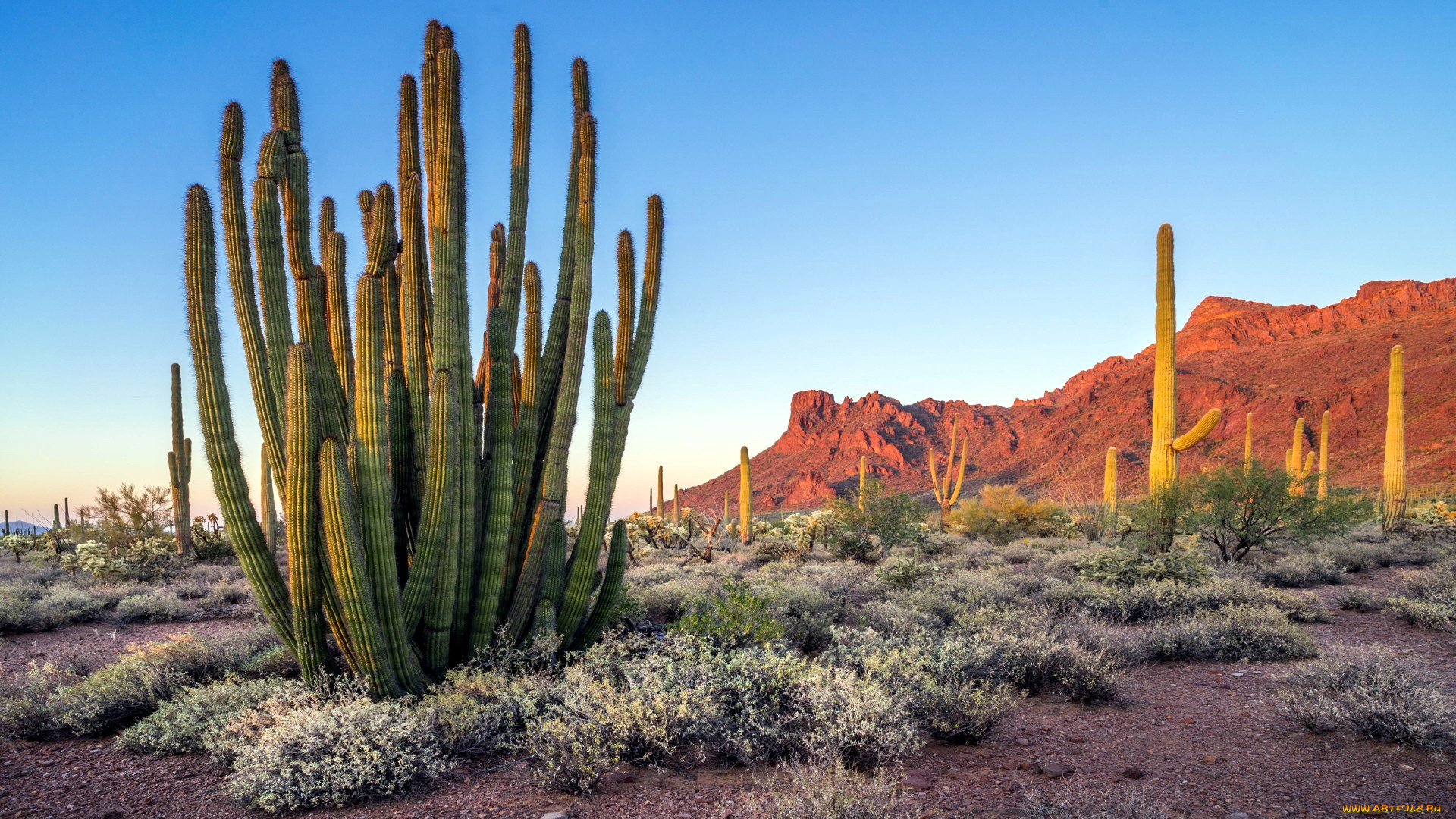 organ, pipe, cactus, national, monument, arizona, природа, горы, organ, pipe, cactus, national, monument