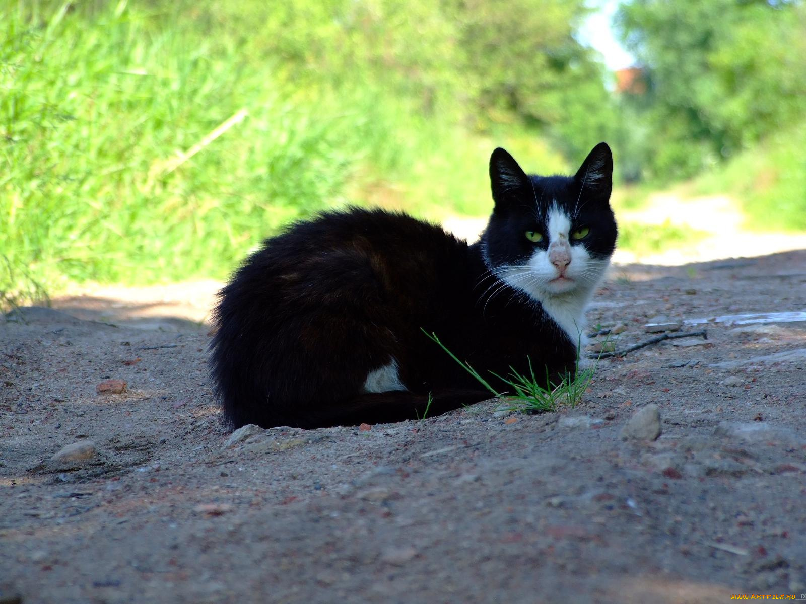 минька, животные, коты