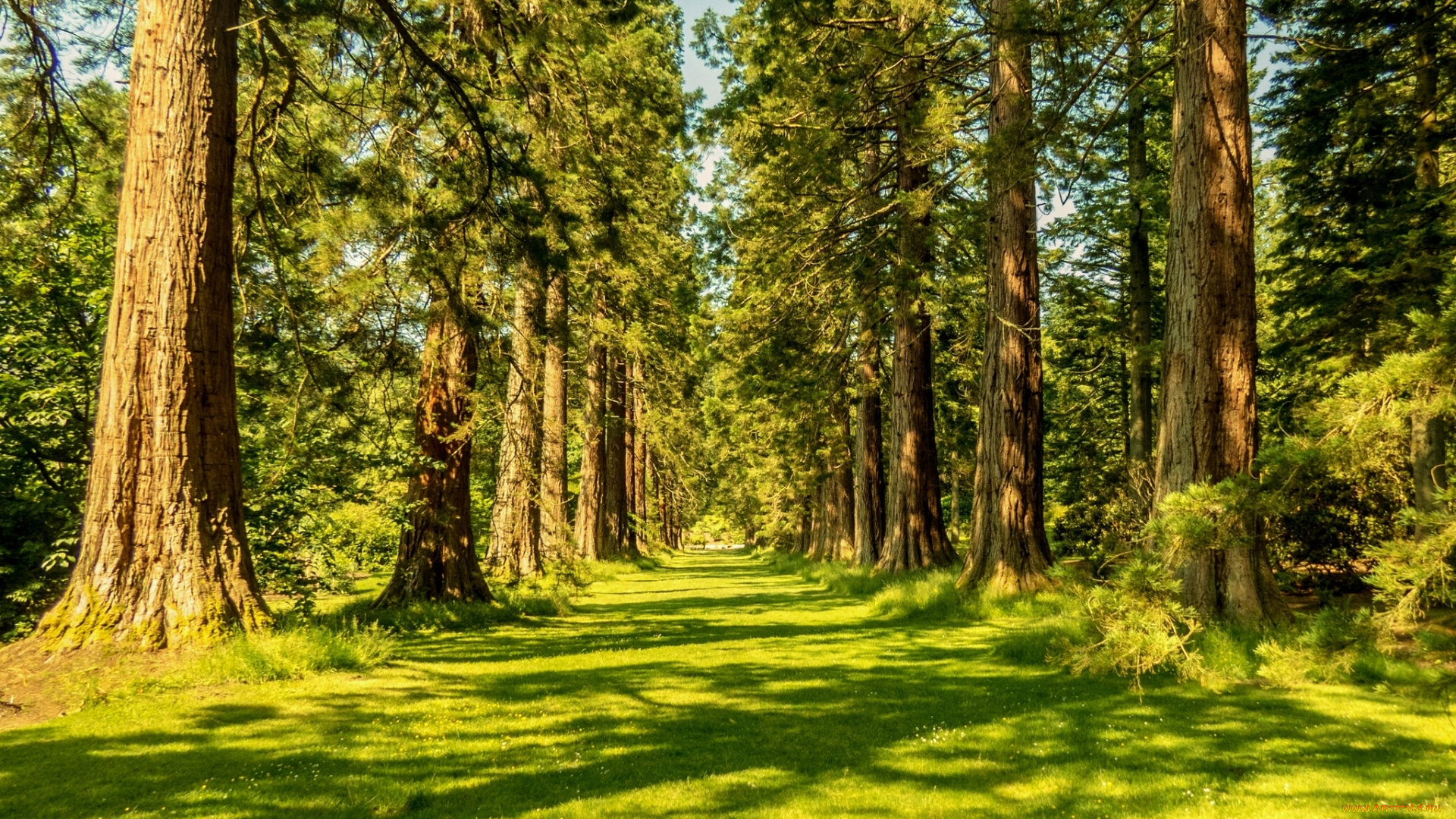 avenue, of, giant, redwoods, benmore, botanic, garden, scotland, природа, деревья, аллея, шотландия