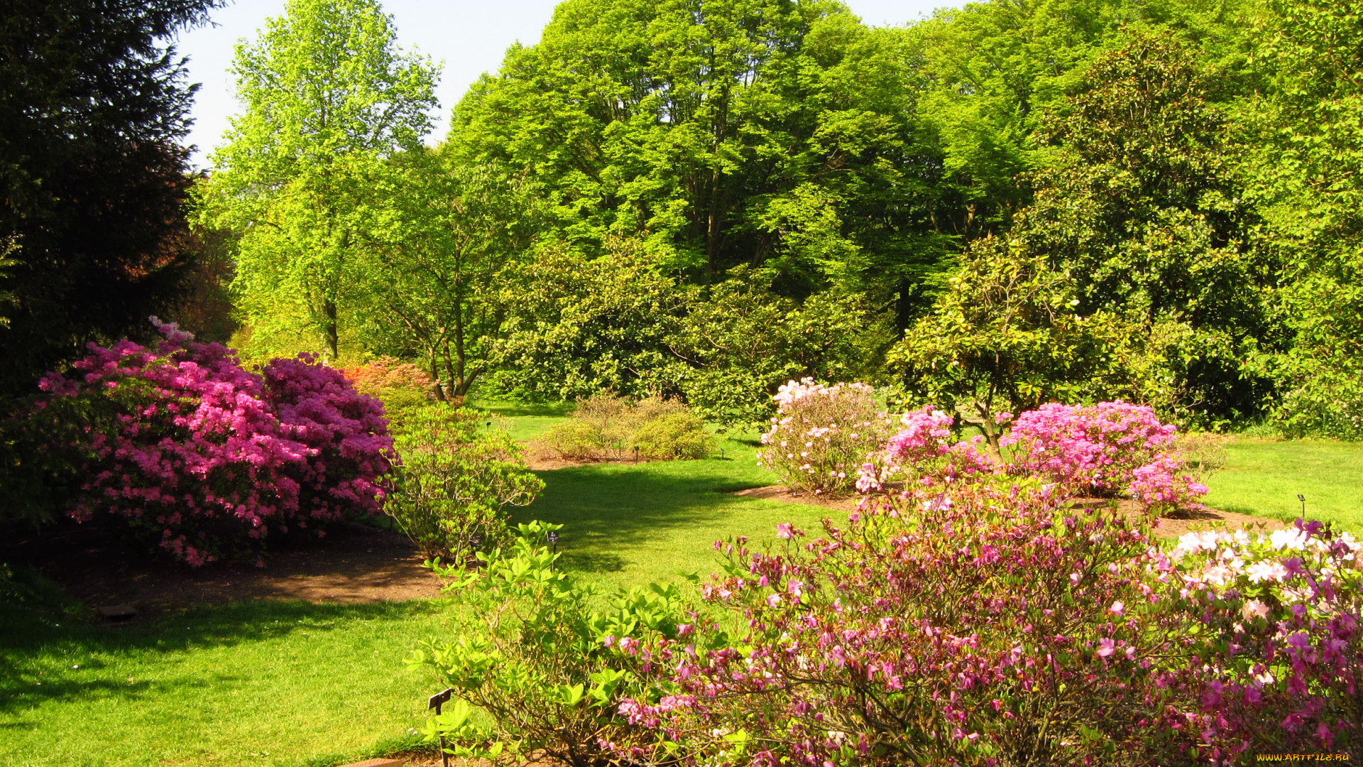 azalea, garden, richmond, england, природа, парк, кусты