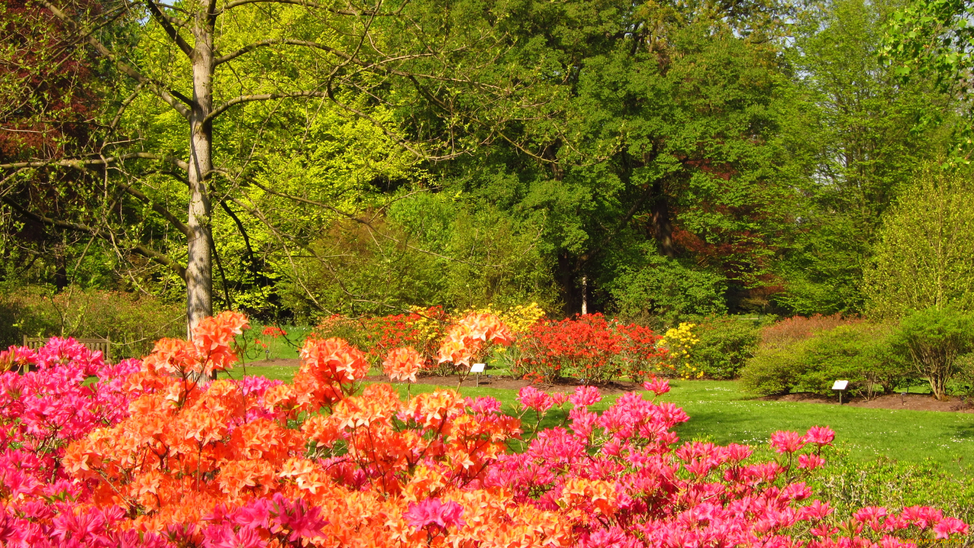 azalea, garden, richmond, england, природа, парк, кусты, цветы