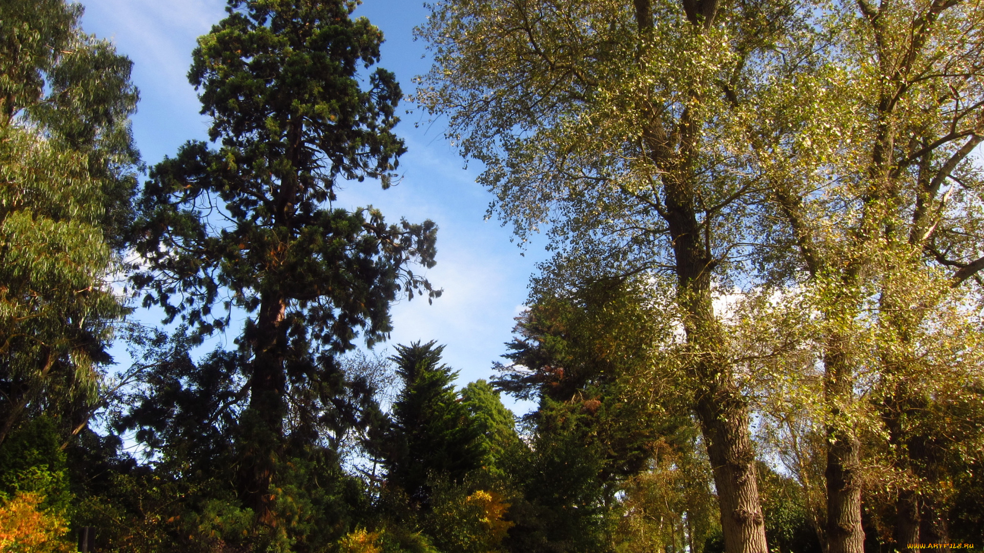 beale, arboretum, barnet, england, природа, парк, деревья, лужайка