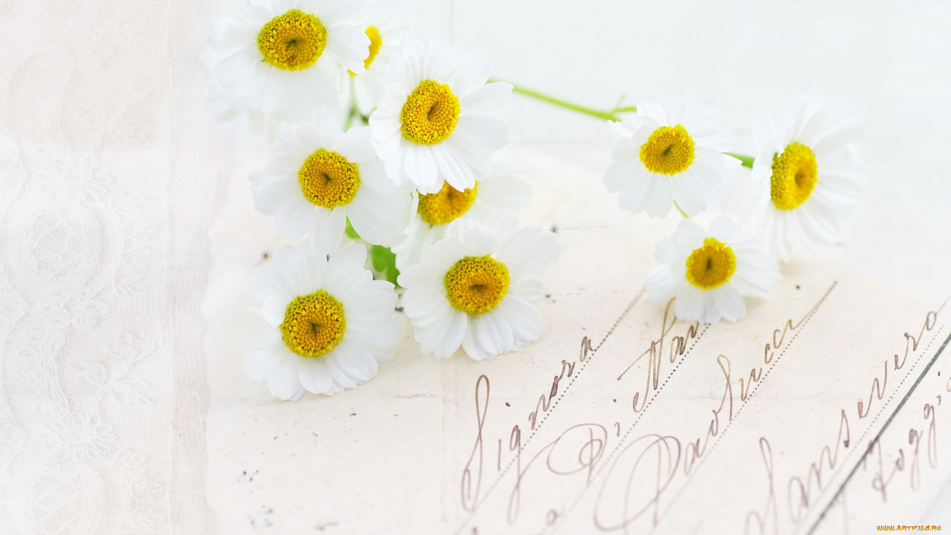 цветы, ромашки, белый, письмо