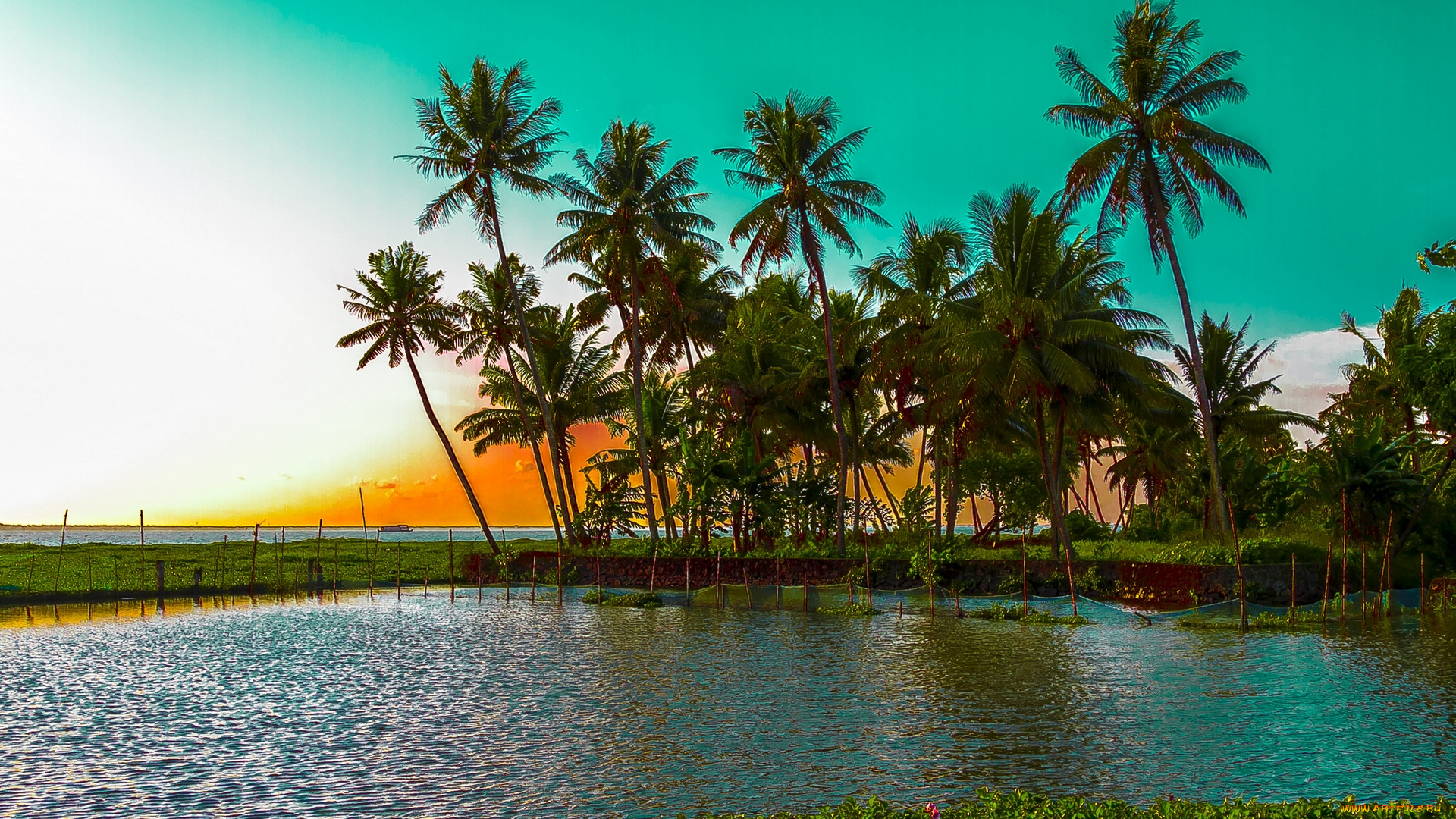 kumarakom, lake, kerala, india, природа, тропики, пальмы, индия, озеро, кумараком, закат