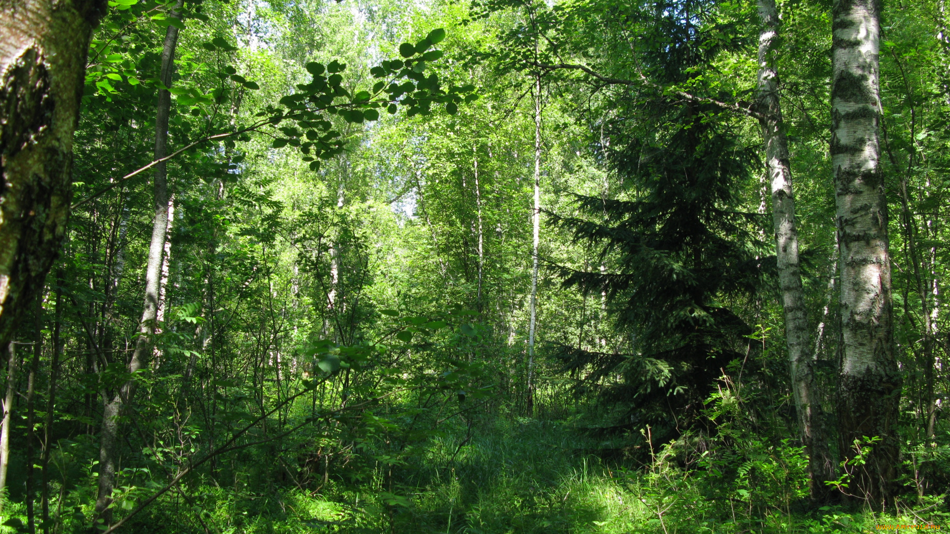 лес, природа, лето