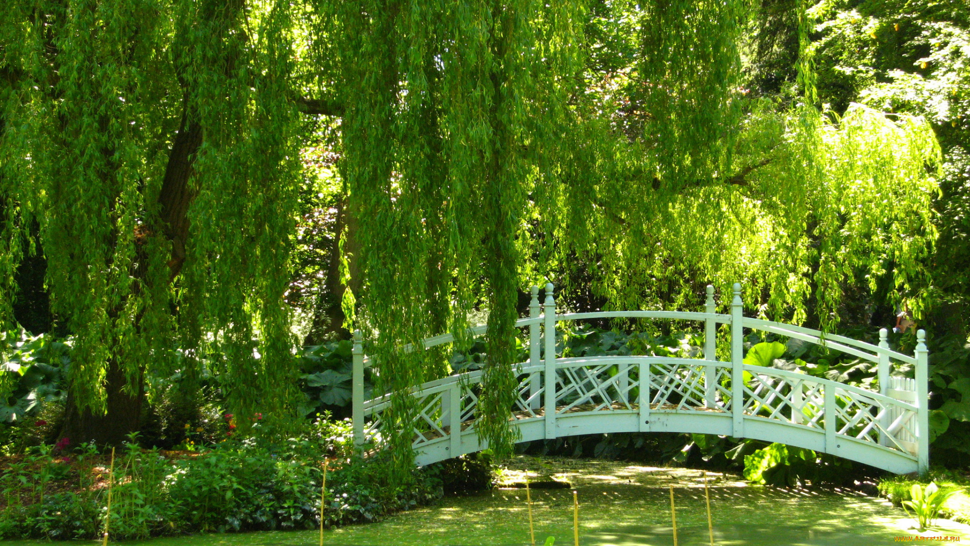 richmond, england, природа, парк, деревья, мостик, пруд