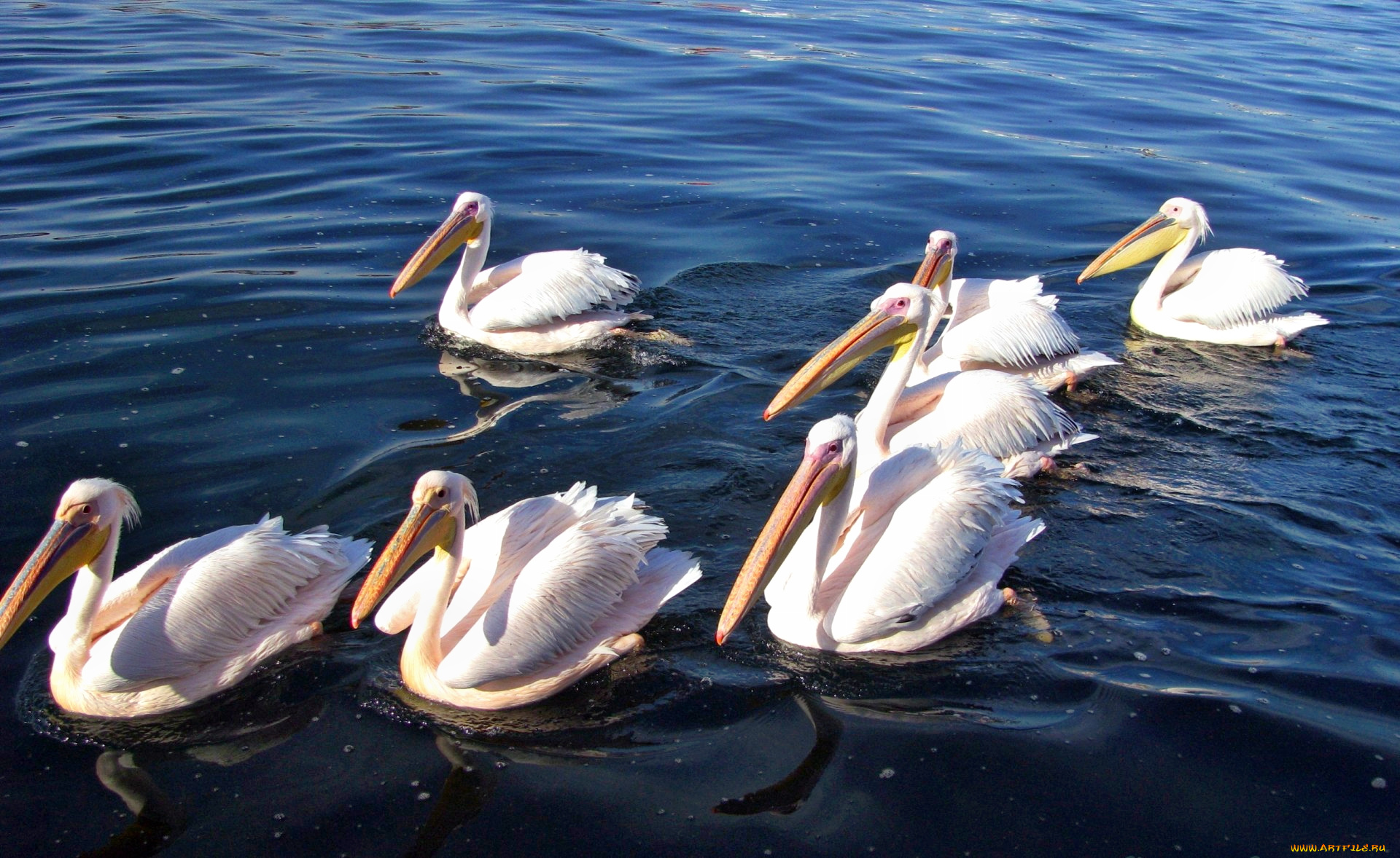 pelicans, white, животные, пеликаны, вода, стайка