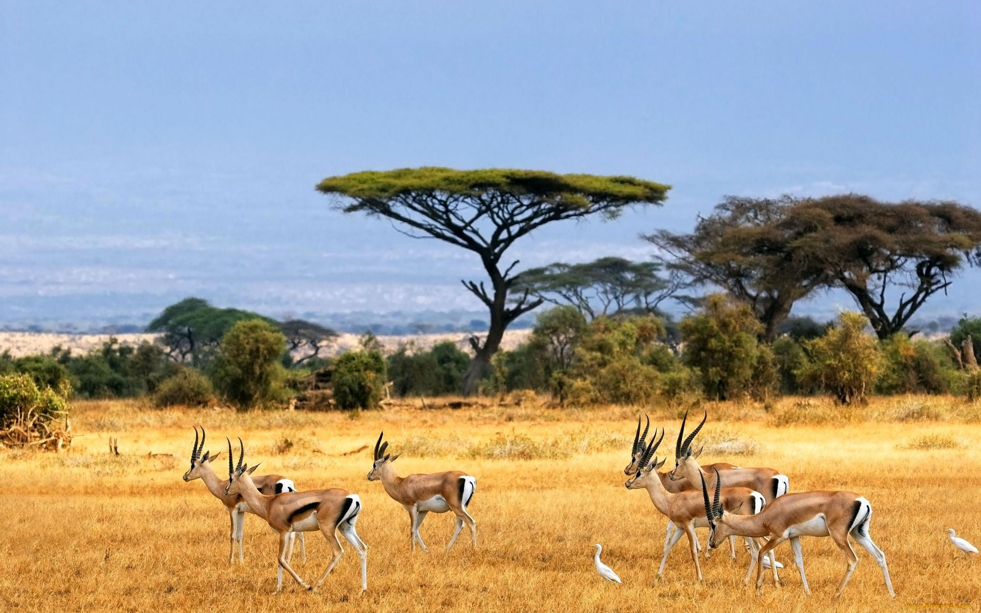 savannah, животные, антилопы, саванна, трава, деревья