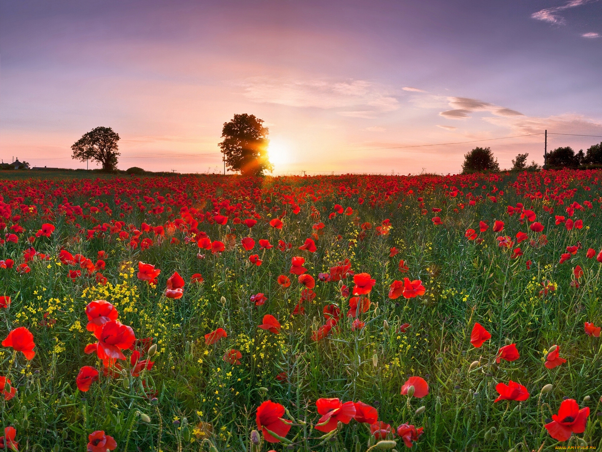 Poppy field. Поле маков. Поле маков картинки. Маки на закате. Маковое поле и солнце.