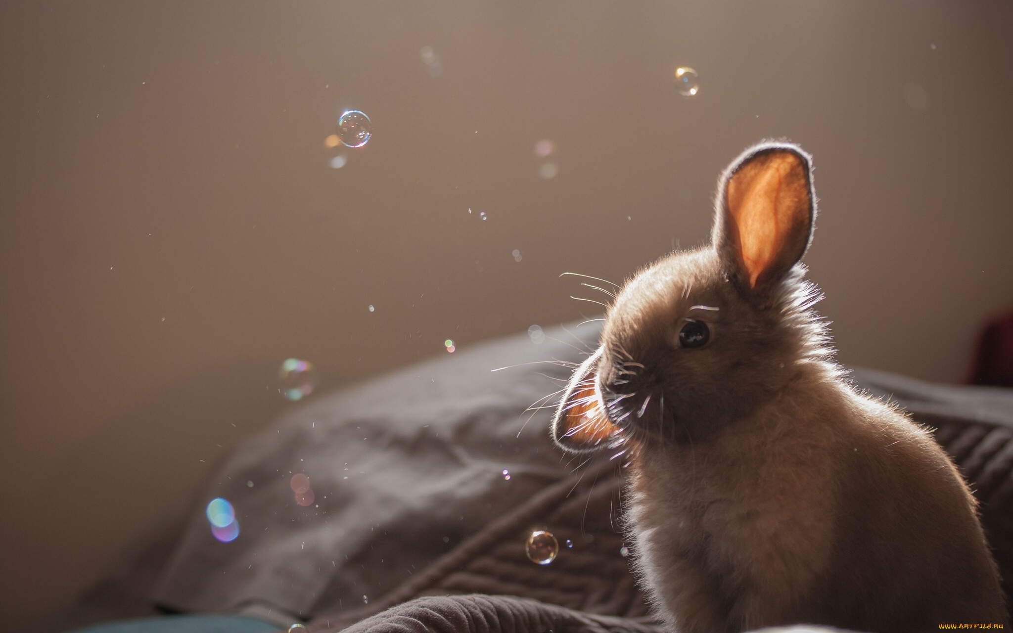животные, кролики, зайцы, кролик, крольчонок, уши, пузыри