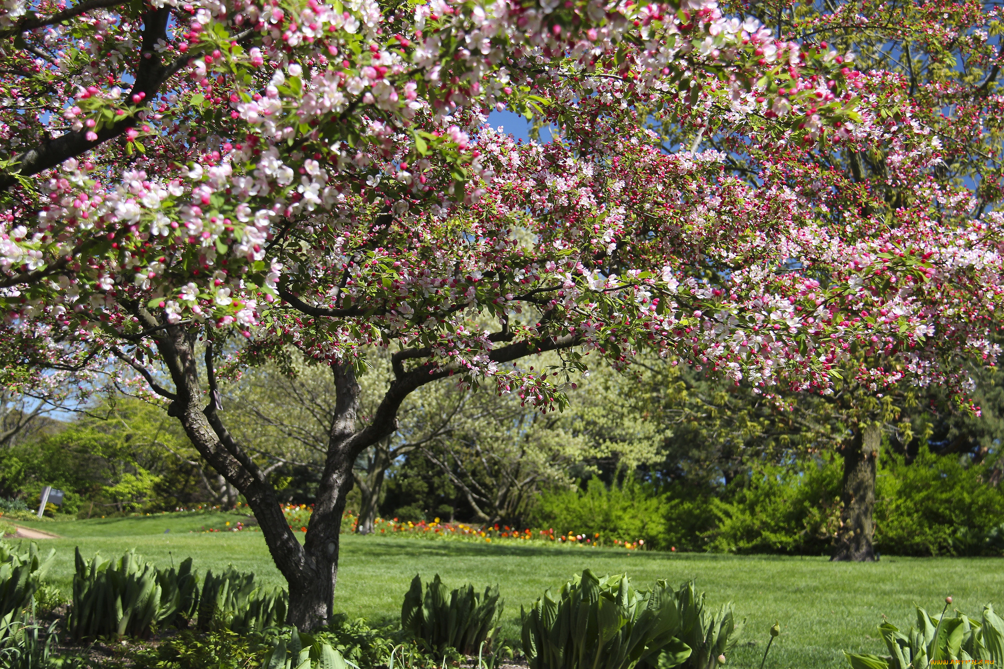 chicago, botanic, garden, glencoe, illinois, природа, деревья, Чикагский, ботанический, сад, гленко, иллинойс, цветение, весна