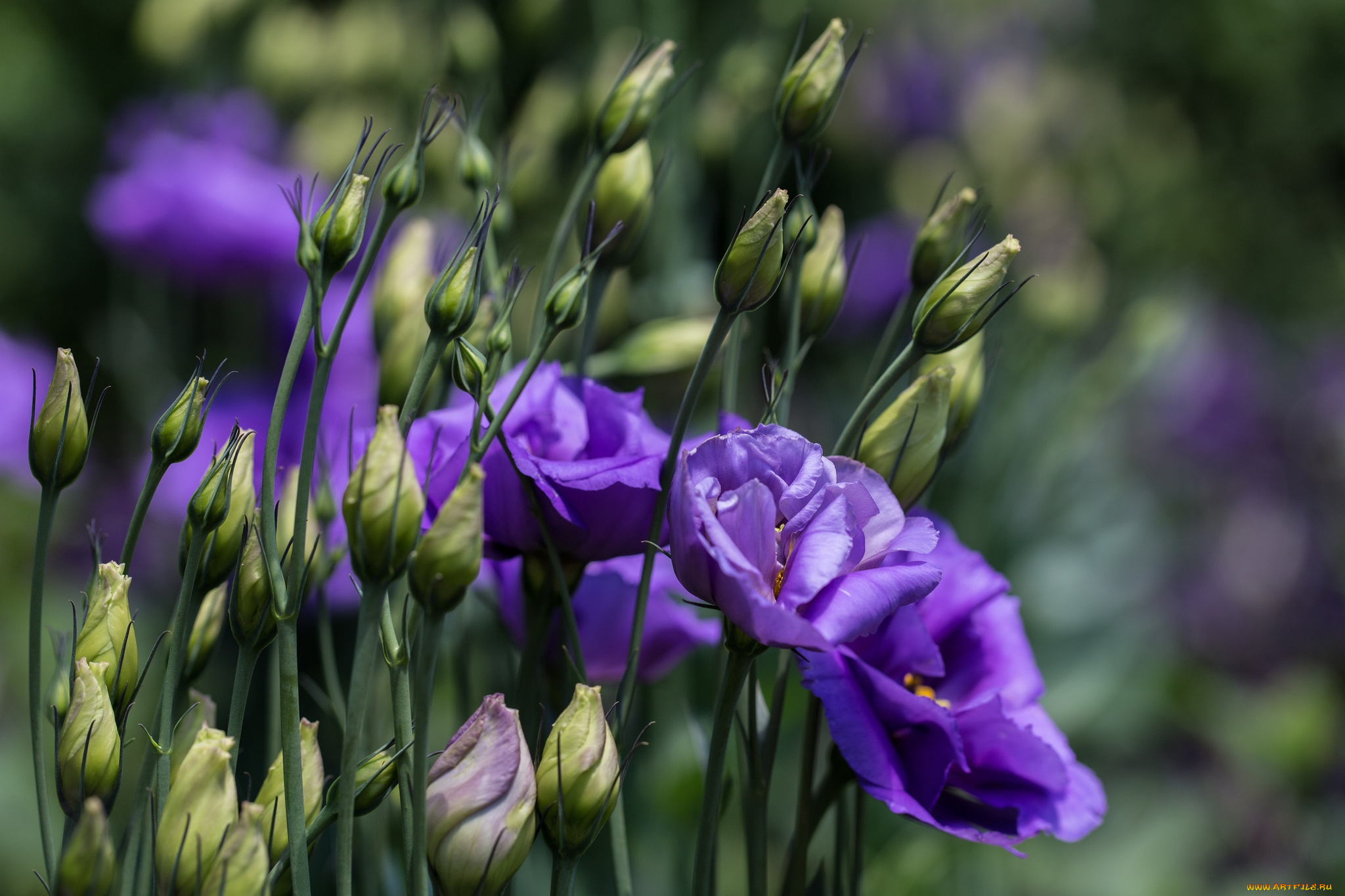 цветы, эустома, фиолетовый