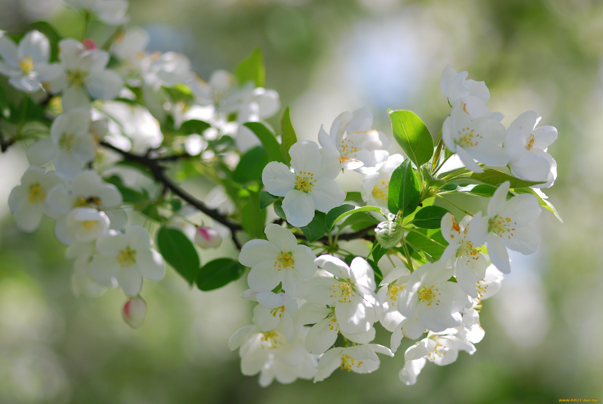 Хорошего дня картинки с природой весенние. Цветущие яблони. Вишни в цвету.