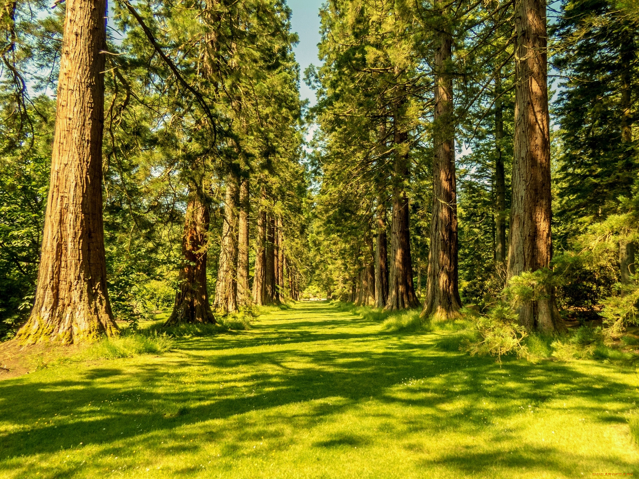 avenue, of, giant, redwoods, benmore, botanic, garden, scotland, природа, деревья, аллея, шотландия