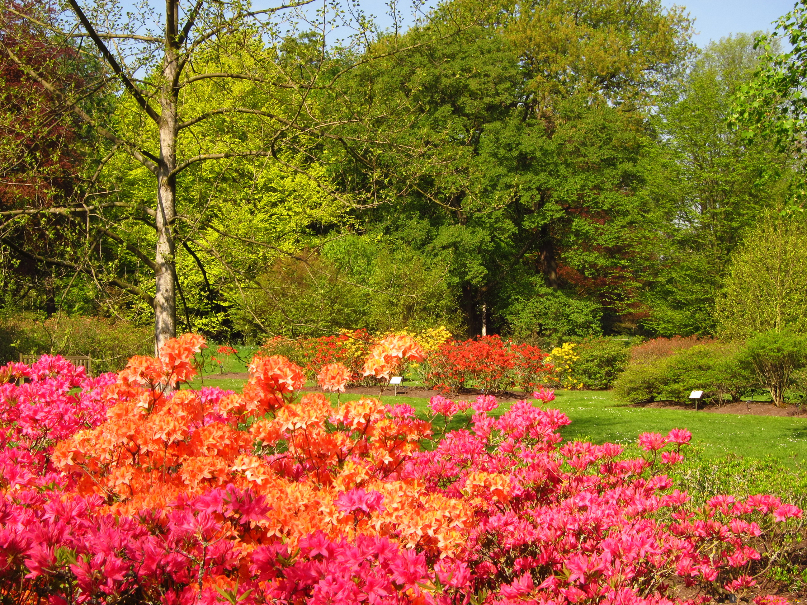 azalea, garden, richmond, england, природа, парк, кусты, цветы