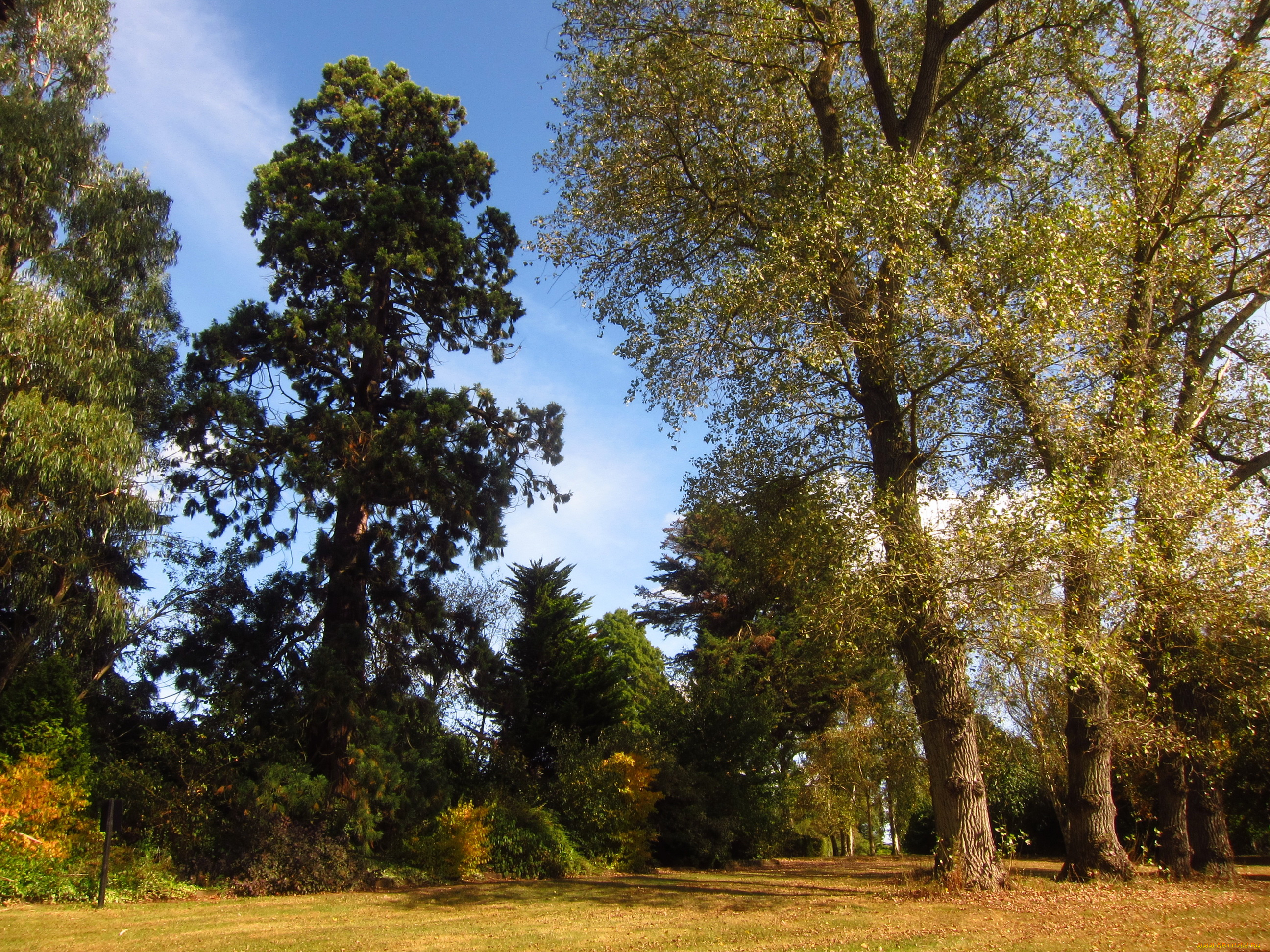 beale, arboretum, barnet, england, природа, парк, деревья, лужайка