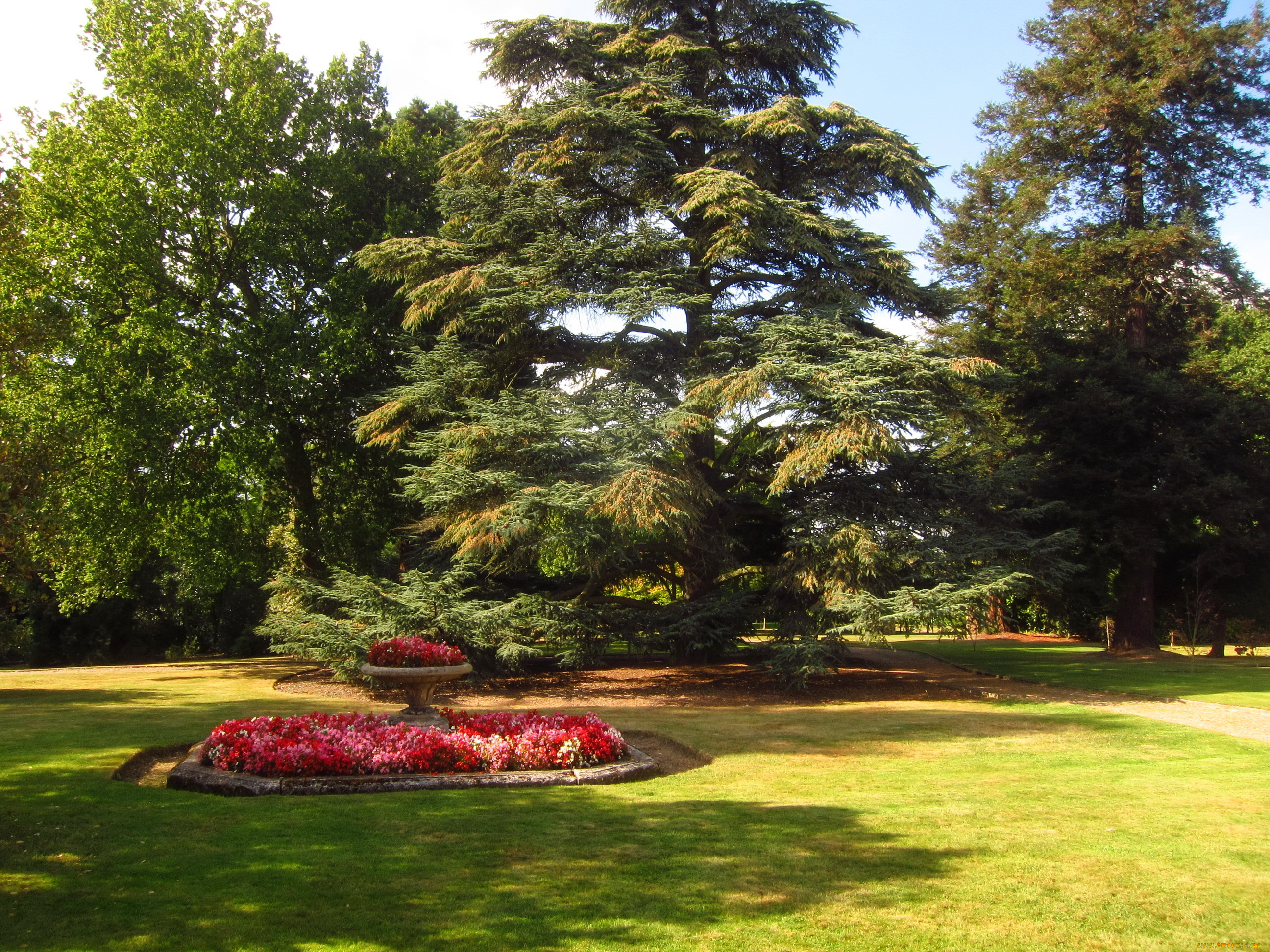 beale, arboretum, barnet, england, природа, парк, цветы, деревья