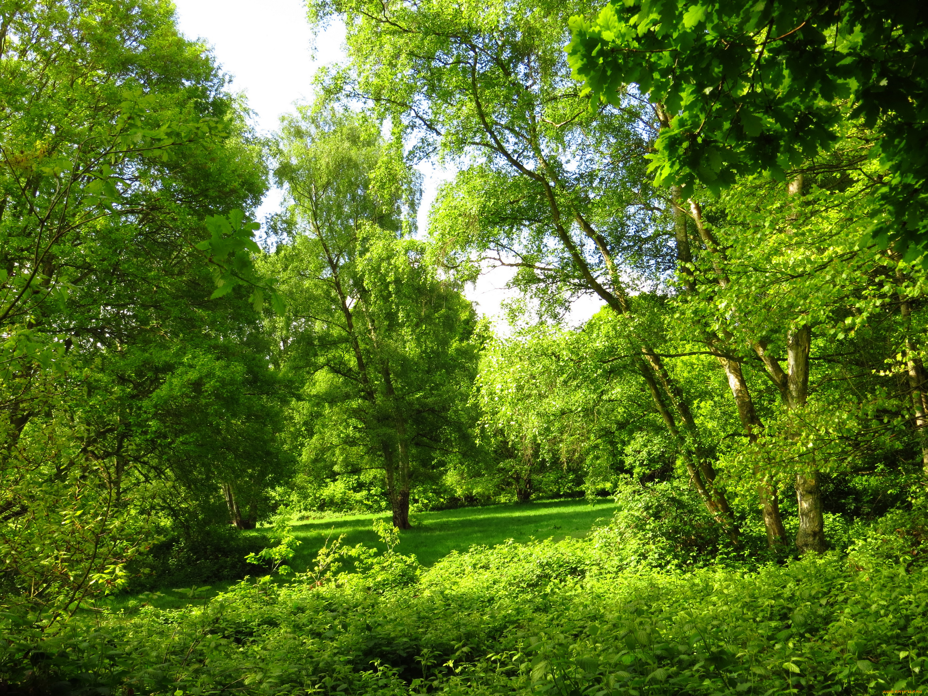london, природа, парк, деревья, трава