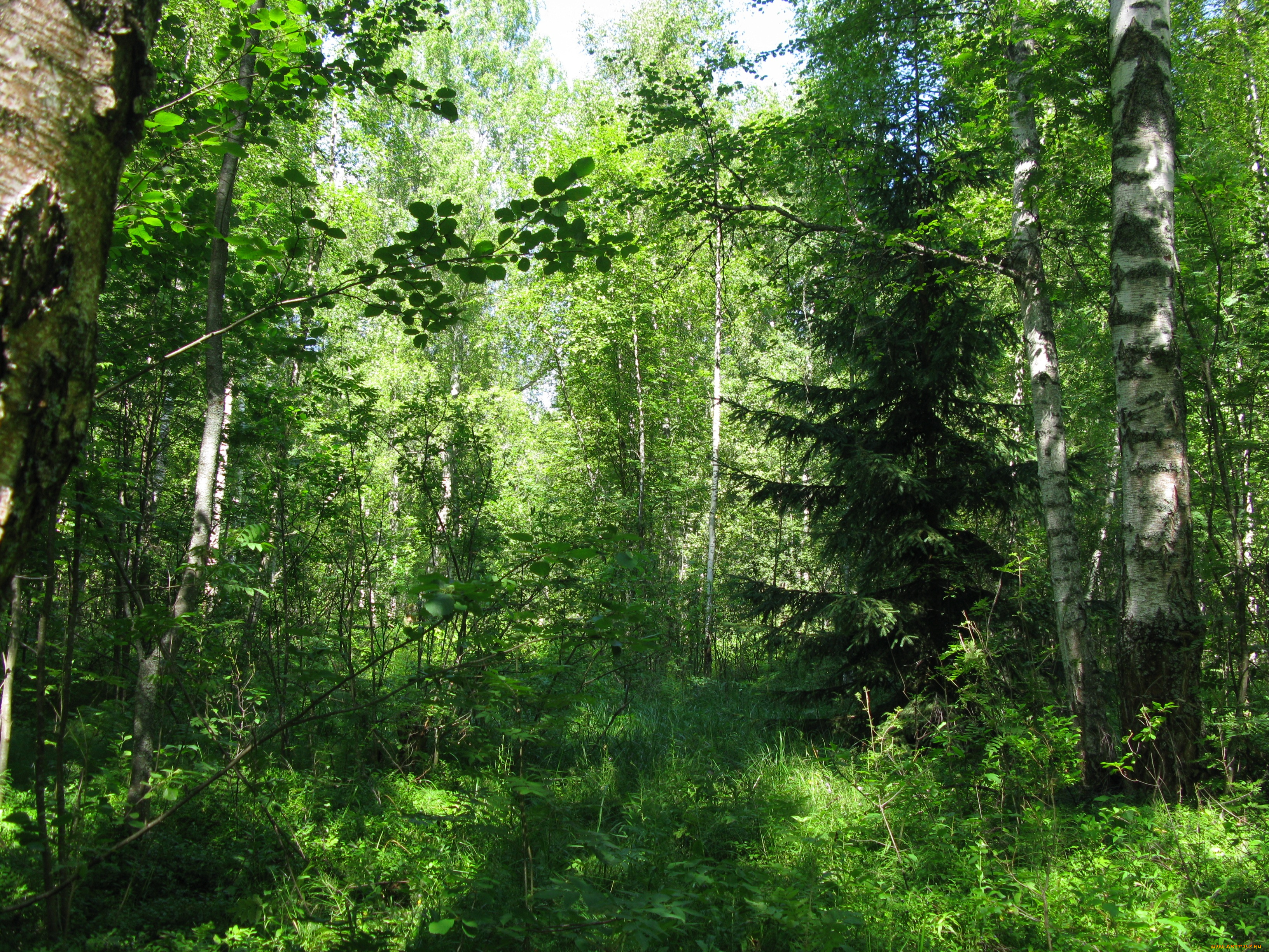 лес, природа, лето