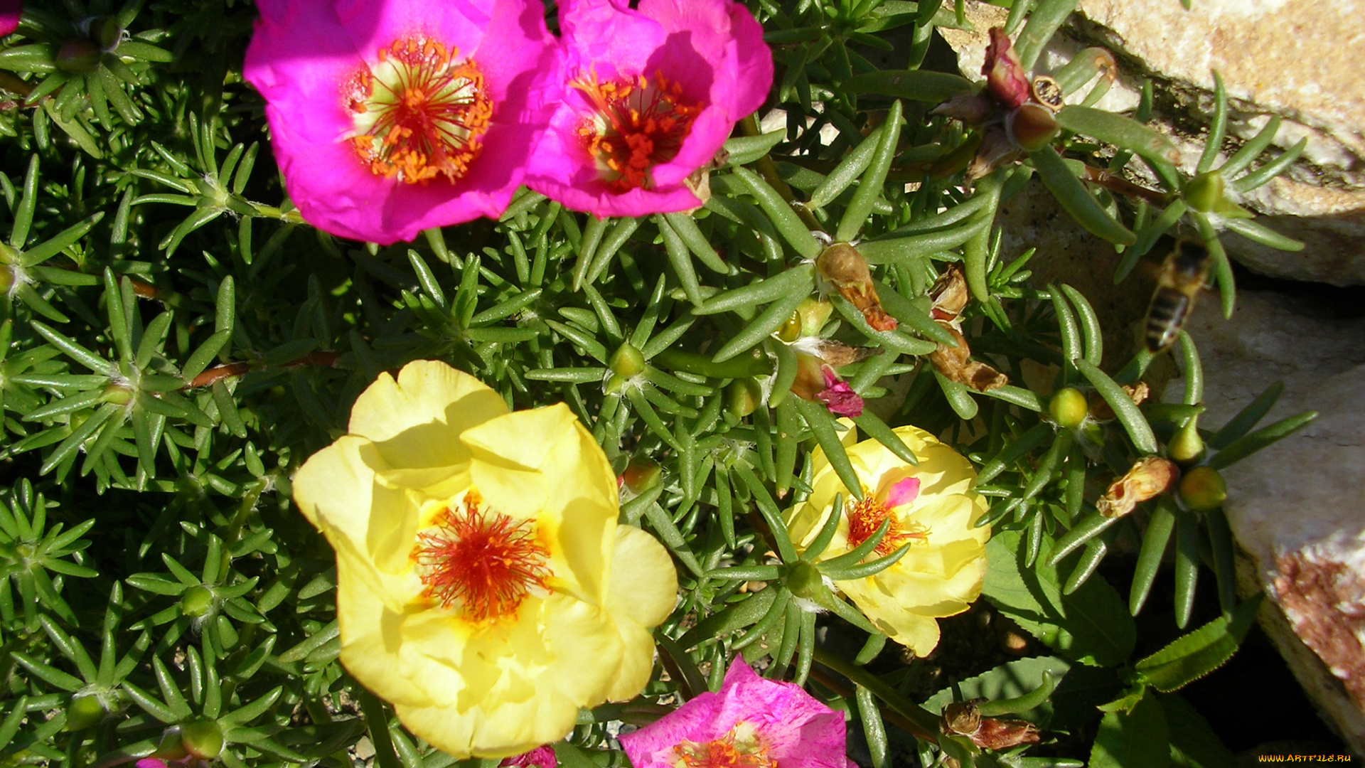 цветы, портулак, portulaca, дандур