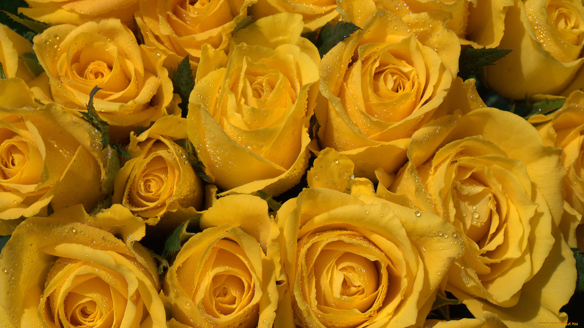 цветы, розы, желтый