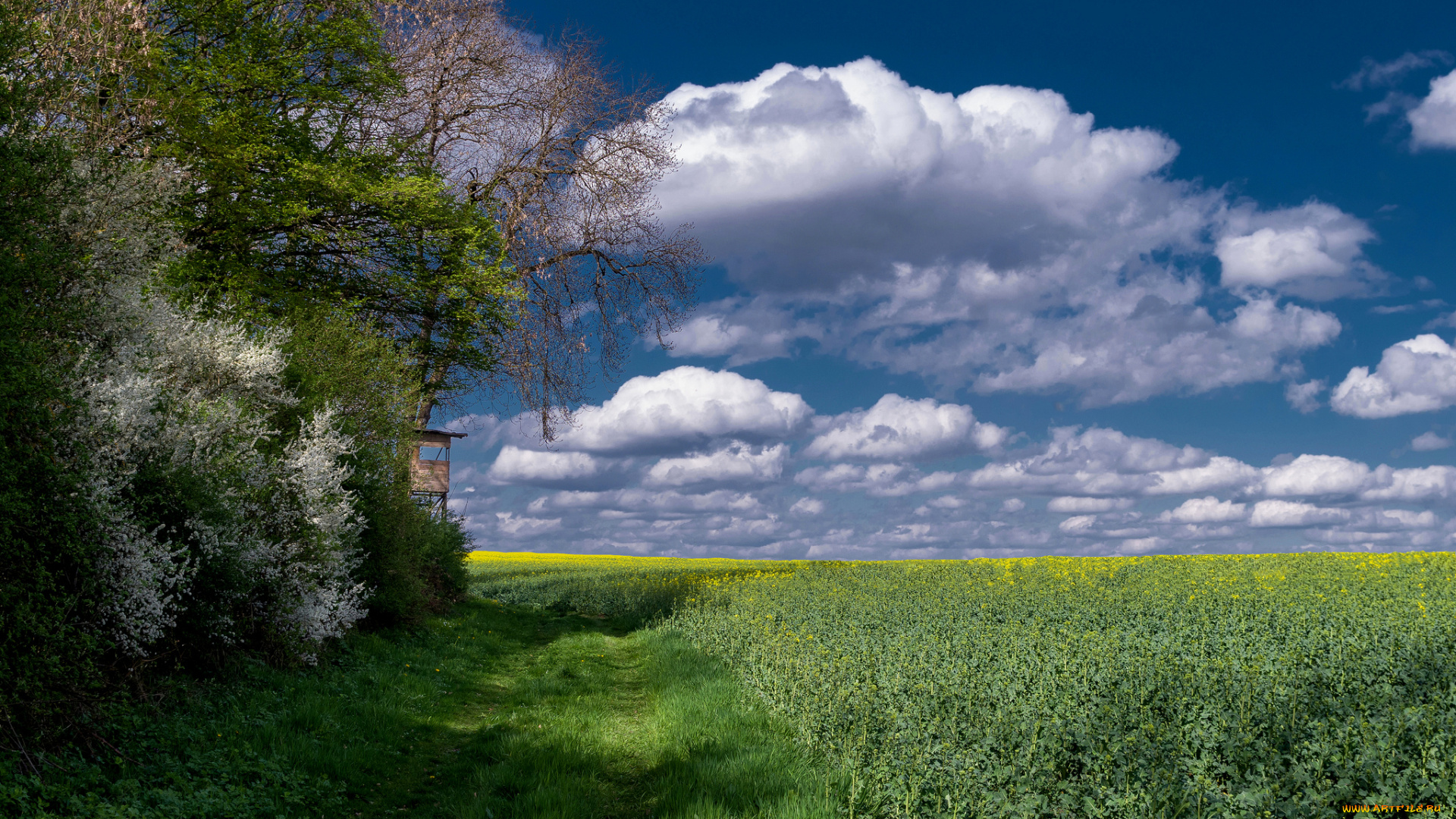 природа, пейзажи, облака, горизонт, поле, лес