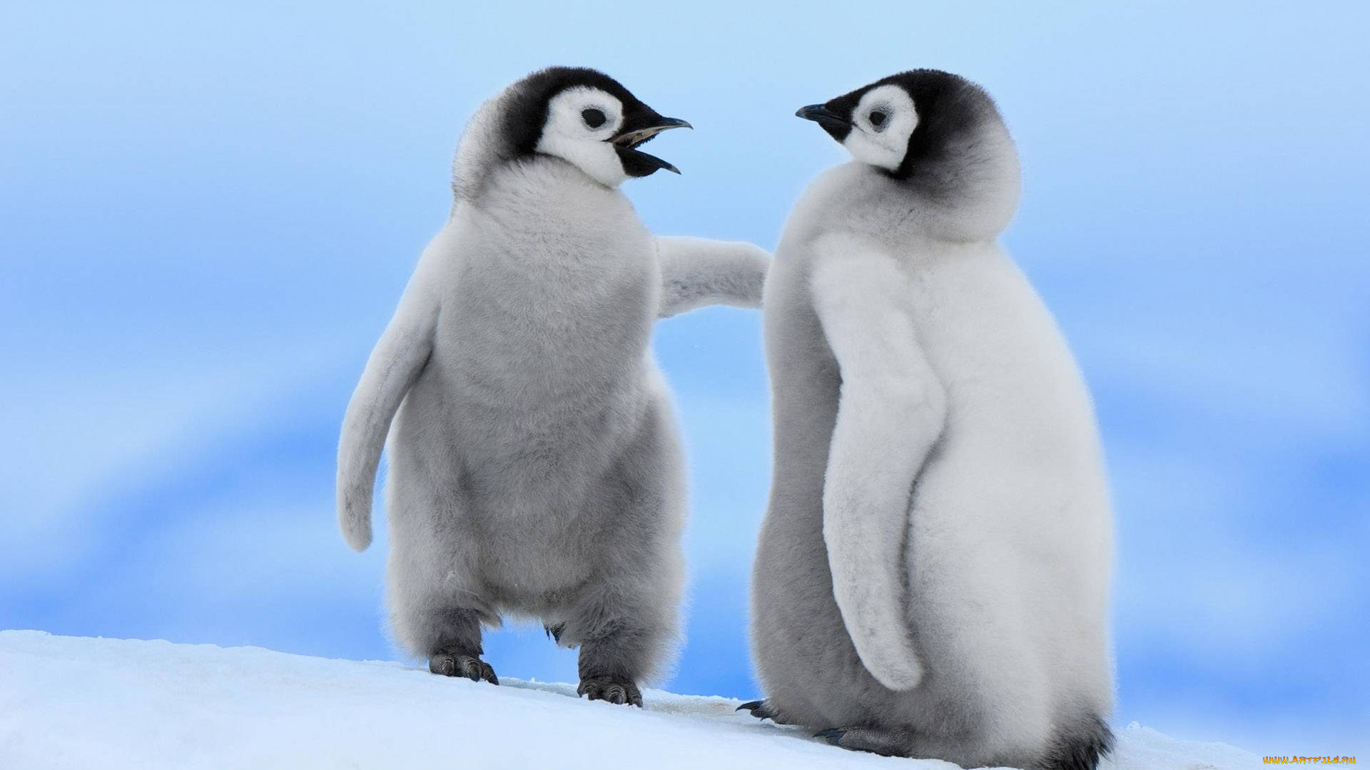 животные, пингвины, снег