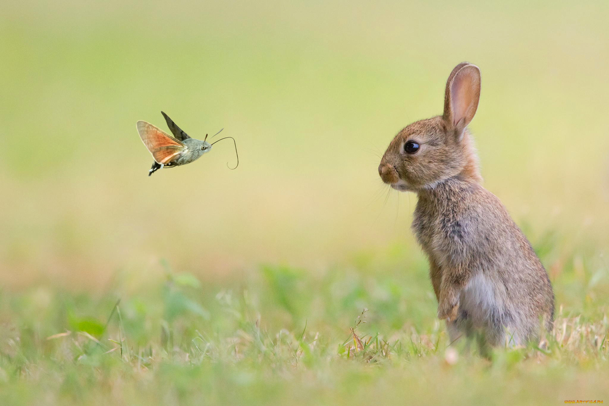 животные, разные, вместе, природа, кролик, бабочка